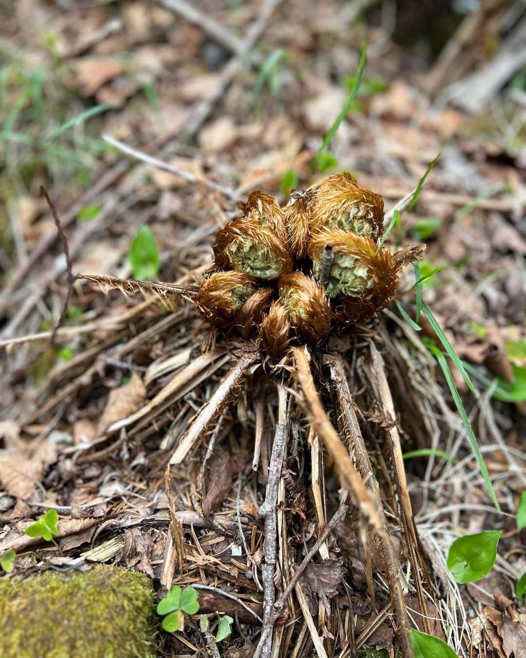 一双麻希 さんのインスタグラム写真 - (一双麻希 Instagram)「山歩きでの、幸せなひとときたち。☺️🍃 命をたくさん感じる🍃 そのパワー達を一つ一つ吸収するから、 自然の中にいると癒され、元気が湧いてくるのかも。✨😌  #高見石小屋 #高見石 #白駒池 #八ヶ岳   #北八ヶ岳 #登山初心者 #百名山 #日本百名山 #絶景 #山女 #山ガール #山好き #登山女子 #山好き #登山 #山好きな人と繋がりたい #自然が好き #アウトドア好き #アウトドア女子 #キャンプ女子 #キャンプ好き #テント泊 #ハイキング #トレッキング #自然写真 #japanview #yatsugatake #山飯 #naturephotography #hiking #いっそうまき山記録」6月9日 19時36分 - isso_maki315