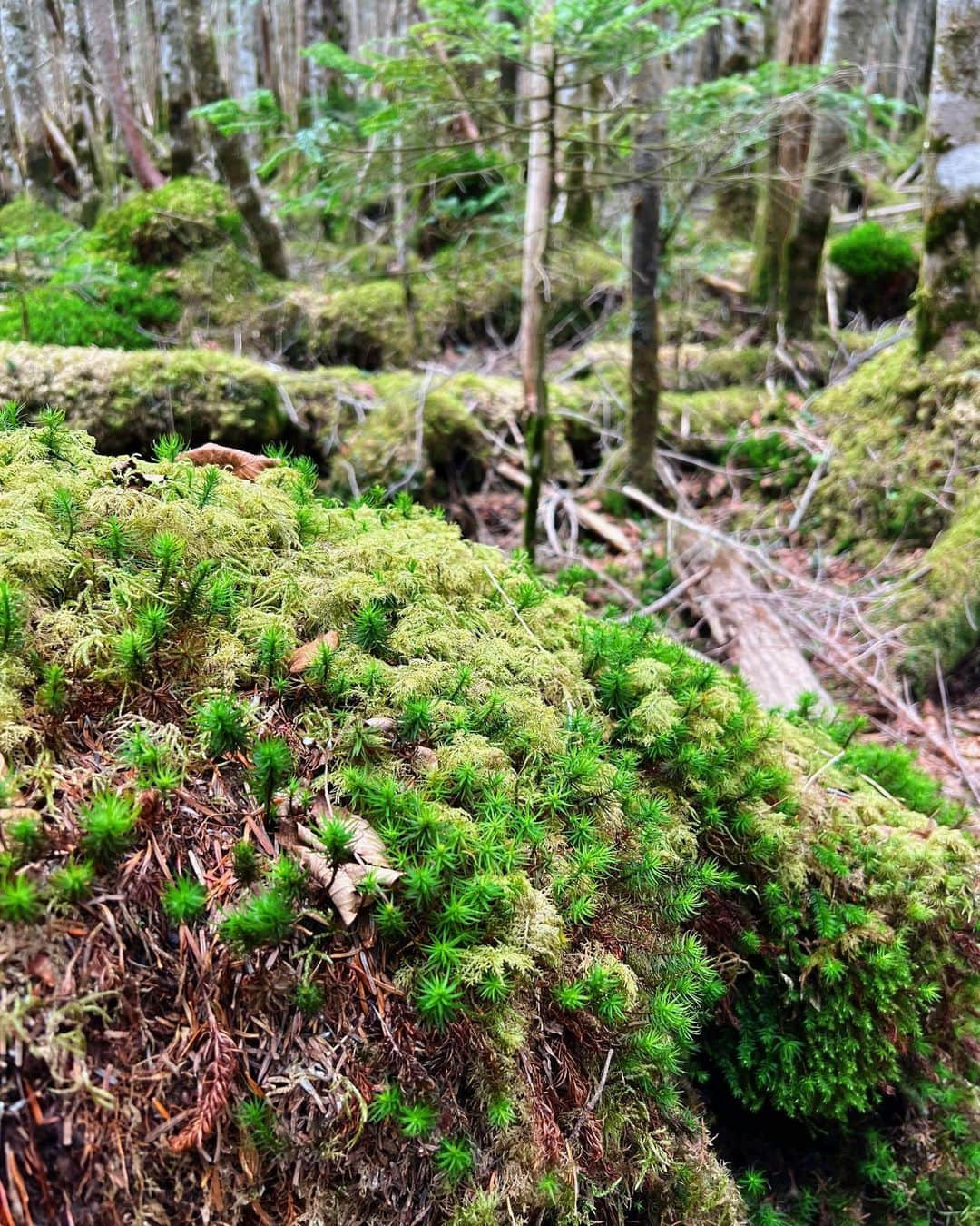 一双麻希 さんのインスタグラム写真 - (一双麻希 Instagram)「山歩きでの、幸せなひとときたち。☺️🍃 命をたくさん感じる🍃 そのパワー達を一つ一つ吸収するから、 自然の中にいると癒され、元気が湧いてくるのかも。✨😌  #高見石小屋 #高見石 #白駒池 #八ヶ岳   #北八ヶ岳 #登山初心者 #百名山 #日本百名山 #絶景 #山女 #山ガール #山好き #登山女子 #山好き #登山 #山好きな人と繋がりたい #自然が好き #アウトドア好き #アウトドア女子 #キャンプ女子 #キャンプ好き #テント泊 #ハイキング #トレッキング #自然写真 #japanview #yatsugatake #山飯 #naturephotography #hiking #いっそうまき山記録」6月9日 19時36分 - isso_maki315