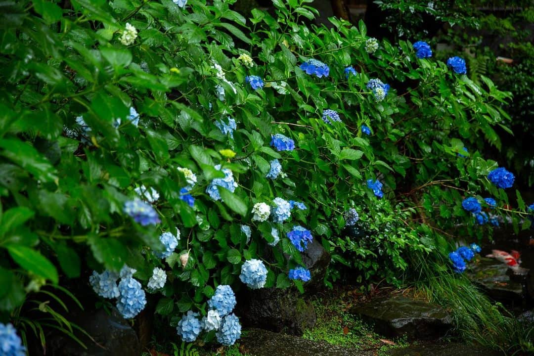 八芳園さんのインスタグラム写真 - (八芳園Instagram)「梅雨入りが発表された関東甲信地方。 八芳園の日本庭園にも、穏やかな雨が降り注ぎます。  八芳園では雨天時に、 朱傘の貸し出しを行っております。  新緑のなか朱傘をさして歩くことにより、 美しく映える日本庭園の色合い。   梅雨の時期は朱傘をさしながら、 日本庭園のご散策をお愉しみください。  ☔️🍃  #八芳園 #happoen #梅雨入り #梅雨 #雨の日 #紫陽花 #新緑 #傘 #日本庭園 #日本の四季 #rain #雨が好き #rainydays☔️ #☔️ #umbrella   #写真好きな人と繋がりたい #カメラ好きな人と繋がりたい #ファインダー越しの私の世界 #錦鯉 #koi  #japanesegarden #tokyotokyo #tokyotrip #japan_of_insta #jp_mood #jp_gallery #dreamyphoto #wonderful_places #bestphoto_japan #japan_daytime_view」6月9日 19時42分 - happoen