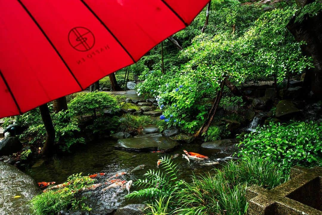 八芳園さんのインスタグラム写真 - (八芳園Instagram)「梅雨入りが発表された関東甲信地方。 八芳園の日本庭園にも、穏やかな雨が降り注ぎます。  八芳園では雨天時に、 朱傘の貸し出しを行っております。  新緑のなか朱傘をさして歩くことにより、 美しく映える日本庭園の色合い。   梅雨の時期は朱傘をさしながら、 日本庭園のご散策をお愉しみください。  ☔️🍃  #八芳園 #happoen #梅雨入り #梅雨 #雨の日 #紫陽花 #新緑 #傘 #日本庭園 #日本の四季 #rain #雨が好き #rainydays☔️ #☔️ #umbrella   #写真好きな人と繋がりたい #カメラ好きな人と繋がりたい #ファインダー越しの私の世界 #錦鯉 #koi  #japanesegarden #tokyotokyo #tokyotrip #japan_of_insta #jp_mood #jp_gallery #dreamyphoto #wonderful_places #bestphoto_japan #japan_daytime_view」6月9日 19時42分 - happoen