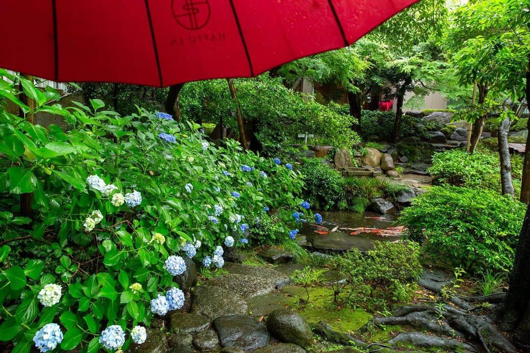 八芳園さんのインスタグラム写真 - (八芳園Instagram)「梅雨入りが発表された関東甲信地方。 八芳園の日本庭園にも、穏やかな雨が降り注ぎます。  八芳園では雨天時に、 朱傘の貸し出しを行っております。  新緑のなか朱傘をさして歩くことにより、 美しく映える日本庭園の色合い。   梅雨の時期は朱傘をさしながら、 日本庭園のご散策をお愉しみください。  ☔️🍃  #八芳園 #happoen #梅雨入り #梅雨 #雨の日 #紫陽花 #新緑 #傘 #日本庭園 #日本の四季 #rain #雨が好き #rainydays☔️ #☔️ #umbrella   #写真好きな人と繋がりたい #カメラ好きな人と繋がりたい #ファインダー越しの私の世界 #錦鯉 #koi  #japanesegarden #tokyotokyo #tokyotrip #japan_of_insta #jp_mood #jp_gallery #dreamyphoto #wonderful_places #bestphoto_japan #japan_daytime_view」6月9日 19時42分 - happoen