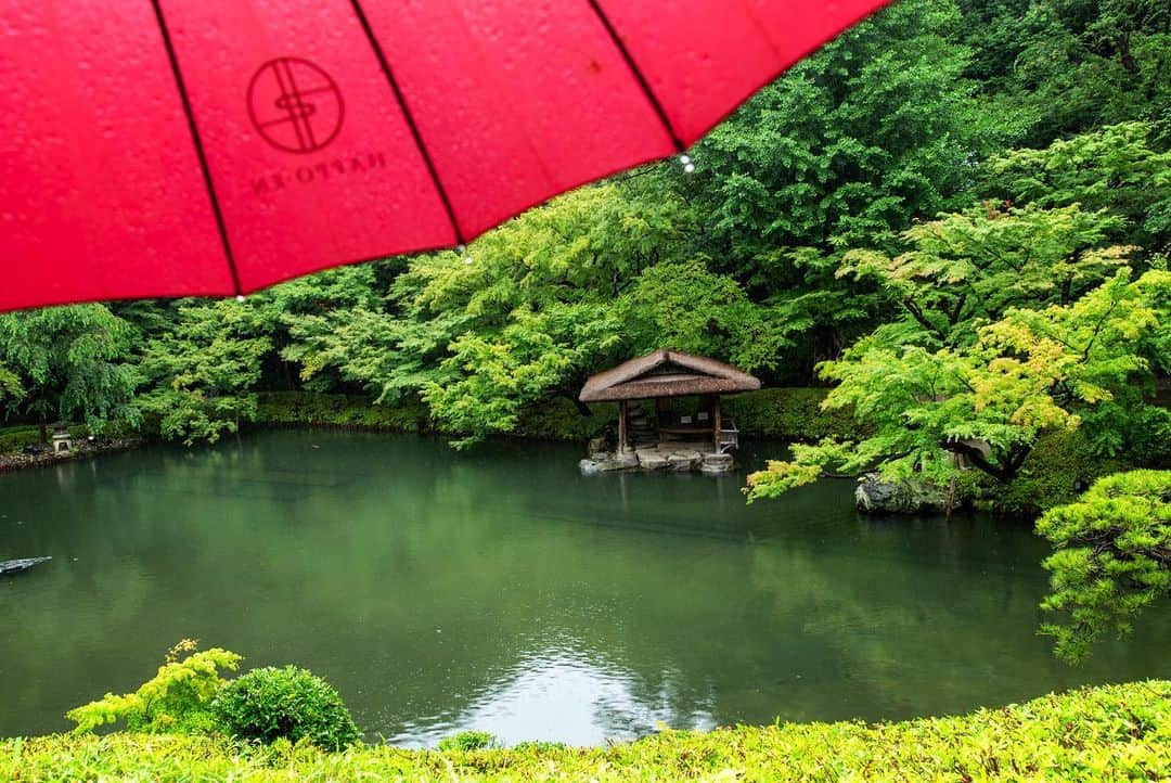 八芳園さんのインスタグラム写真 - (八芳園Instagram)「梅雨入りが発表された関東甲信地方。 八芳園の日本庭園にも、穏やかな雨が降り注ぎます。  八芳園では雨天時に、 朱傘の貸し出しを行っております。  新緑のなか朱傘をさして歩くことにより、 美しく映える日本庭園の色合い。   梅雨の時期は朱傘をさしながら、 日本庭園のご散策をお愉しみください。  ☔️🍃  #八芳園 #happoen #梅雨入り #梅雨 #雨の日 #紫陽花 #新緑 #傘 #日本庭園 #日本の四季 #rain #雨が好き #rainydays☔️ #☔️ #umbrella   #写真好きな人と繋がりたい #カメラ好きな人と繋がりたい #ファインダー越しの私の世界 #錦鯉 #koi  #japanesegarden #tokyotokyo #tokyotrip #japan_of_insta #jp_mood #jp_gallery #dreamyphoto #wonderful_places #bestphoto_japan #japan_daytime_view」6月9日 19時42分 - happoen