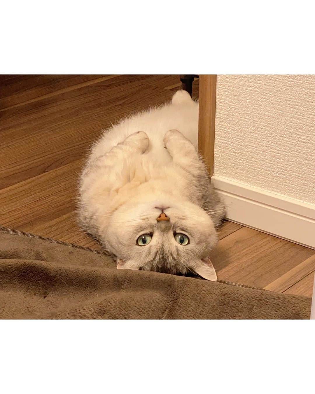 山谷花純のインスタグラム：「動物番組を見てる時の姿。  #ミヌエット #まるとの生活 #猫がいる生活 #にゃんすたぐらむ」