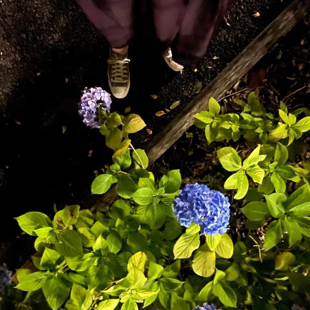 クリス智子さんのインスタグラム写真 - (クリス智子Instagram)「夜の紫陽花と 夏祭りの太鼓の稽古。   #鎌倉」6月9日 19時46分 - chris_tomoko
