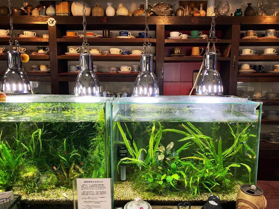 阿部春弥のインスタグラム：「・ 今日から！ 長野市のアクアリウムカフェ珈琲倶楽部  寛さん　@aqua_caffe_hiro にて、戸津圭一郎さんと神谷千恵さんとの展示が始まっています。 ご覧いただけましたら幸いです。 よろしくお願いいたします。 〜25までです。 ・ #長野市#珈琲倶楽部寛#アクアリウム#カフェ #うつわ#器#コーヒー#阿部春弥」