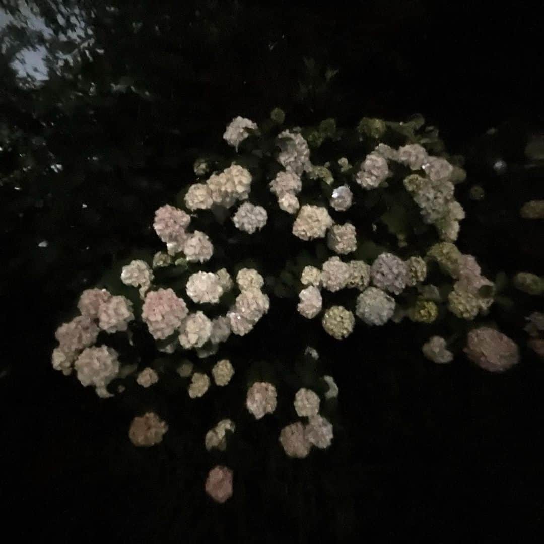 クリス智子さんのインスタグラム写真 - (クリス智子Instagram)「夜の散歩、 紫陽花まつり。  #鎌倉 #紫陽花」6月9日 19時54分 - chris_tomoko