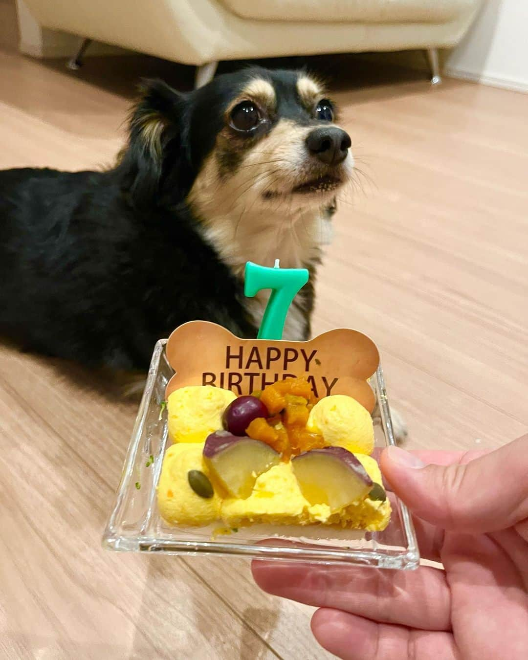 あつろーさんのインスタグラム写真 - (あつろーInstagram)「まろ7歳の誕生日おめでとう🎊🐶 少し前にまろのお誕生日旅行に行ってきました！ 後日動画をアップ予定です♪ 当日の今日は大好きなおもちゃをプレゼン🎁 ハンバーグとケーキでお祝いをしました✨ まろこれからも元気でいてね☺️ 大好き  #愛犬誕生日 #チワックス #家族旅行」6月9日 20時32分 - atsu6u