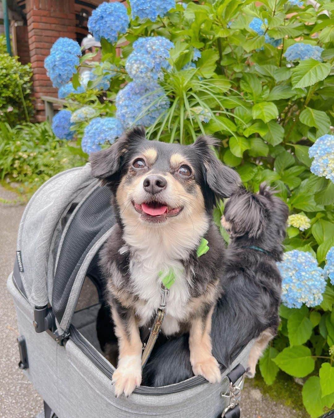 あつろーさんのインスタグラム写真 - (あつろーInstagram)「まろ7歳の誕生日おめでとう🎊🐶 少し前にまろのお誕生日旅行に行ってきました！ 後日動画をアップ予定です♪ 当日の今日は大好きなおもちゃをプレゼン🎁 ハンバーグとケーキでお祝いをしました✨ まろこれからも元気でいてね☺️ 大好き  #愛犬誕生日 #チワックス #家族旅行」6月9日 20時32分 - atsu6u