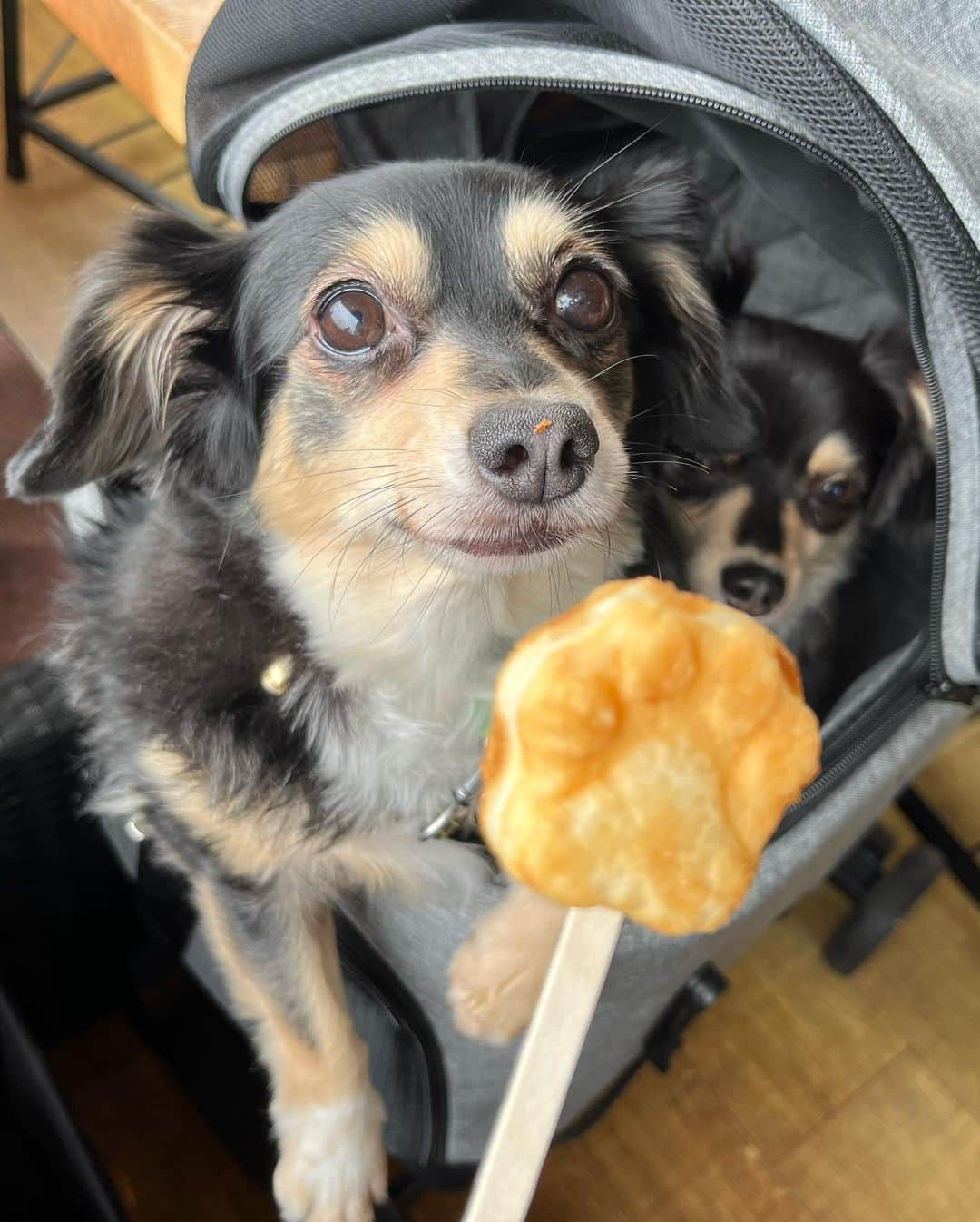 あつろーさんのインスタグラム写真 - (あつろーInstagram)「まろ7歳の誕生日おめでとう🎊🐶 少し前にまろのお誕生日旅行に行ってきました！ 後日動画をアップ予定です♪ 当日の今日は大好きなおもちゃをプレゼン🎁 ハンバーグとケーキでお祝いをしました✨ まろこれからも元気でいてね☺️ 大好き  #愛犬誕生日 #チワックス #家族旅行」6月9日 20時32分 - atsu6u