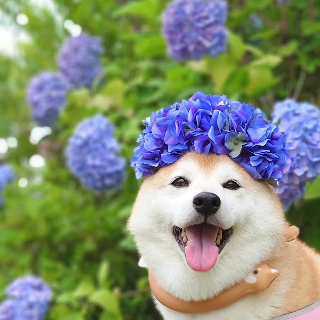 ちゃみさんのインスタグラム写真 - (ちゃみInstagram)「にぱっ！ チャーミーの頭の上に紫陽花が咲きました💠😁 一目惚れして @nacowa.flower さんの所で購入♪ 可愛過ぎる💠😍 . 紫陽花のキレイな所で撮りたかったんだけど 忙しくて行けそうになく… お散歩コースに咲いてる紫陽花と撮ってきた😅 . #アジサイアフロ #アジサイアフロ犬 #柴犬#しばいぬ#犬#愛犬#癒し#アジサイ#紫陽花#shibainu#shiba#dog」6月9日 20時25分 - shiba_charmy