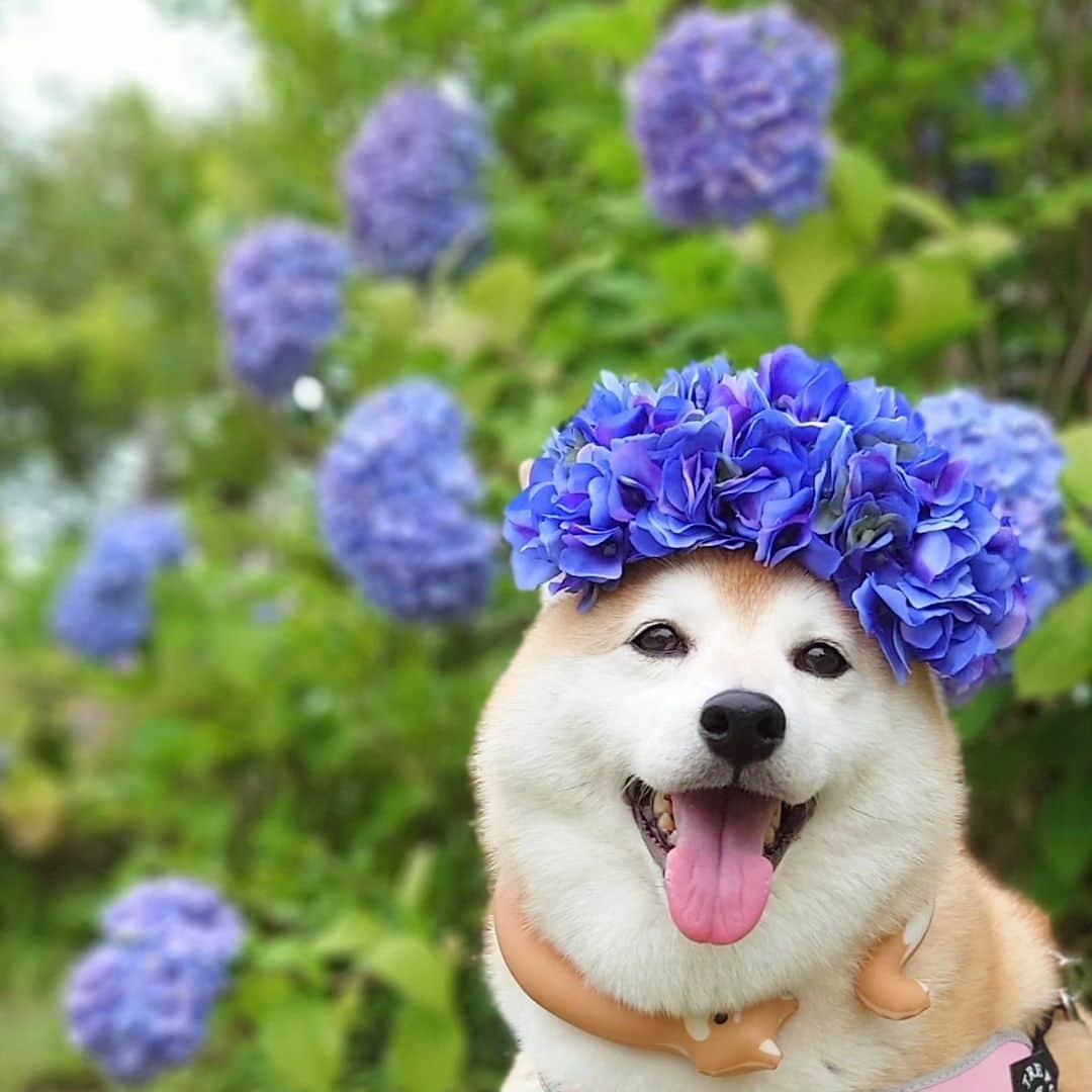 ちゃみさんのインスタグラム写真 - (ちゃみInstagram)「にぱっ！ チャーミーの頭の上に紫陽花が咲きました💠😁 一目惚れして @nacowa.flower さんの所で購入♪ 可愛過ぎる💠😍 . 紫陽花のキレイな所で撮りたかったんだけど 忙しくて行けそうになく… お散歩コースに咲いてる紫陽花と撮ってきた😅 . #アジサイアフロ #アジサイアフロ犬 #柴犬#しばいぬ#犬#愛犬#癒し#アジサイ#紫陽花#shibainu#shiba#dog」6月9日 20時25分 - shiba_charmy