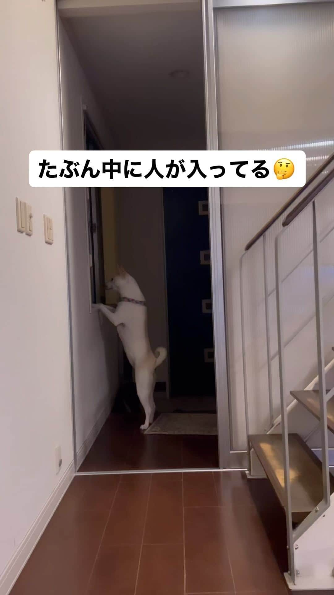 柴犬ハル&保護犬すずのインスタグラム