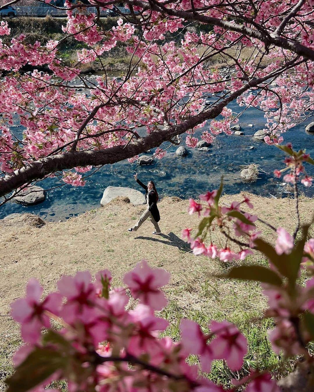 ユキ・カトウのインスタグラム：「“What a strange thing to be alive beneath cherry blossoms.” – Kobayashi Issa  #diaryukikato」