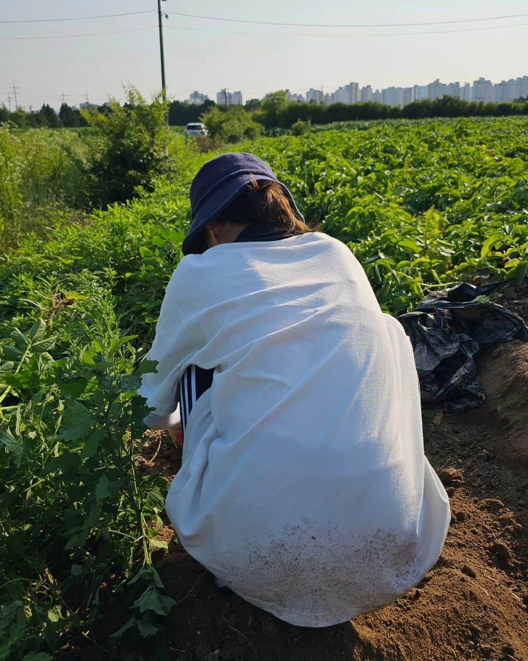 ホン・アルムさんのインスタグラム写真 - (ホン・アルムInstagram)「감자밭은 행복해🥔 감자랑 상추 한가득🌿 햇감자 맛있게 잘먹겠습니다🫶 . . . #감자밭소녀」6月9日 22時07分 - hong_ahreum