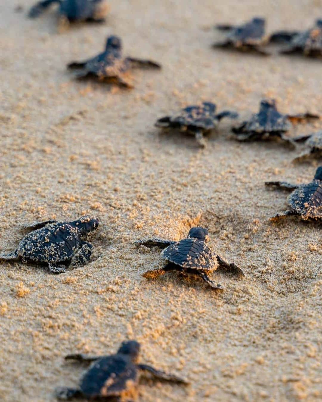 PAUL HEWITTさんのインスタグラム写真 - (PAUL HEWITTInstagram)「The world's oceans have been populated by sea turtles for 200 million years, but the seven species that exist today are now all threatened with extinction. Essentially, they are threatened by human hunting for their eggs and meat. But sea turtles are also being hit by the increasing destruction of their habitats. All over the world, their nesting beaches are being developed with roads and hotel complexes, coral reefs are being damaged, and plastic waste is being dumped into the seas, where the turtles mistake it for their favorite food, jellyfish.  We are supporting the @turtle.foundation  in their work of protecting these precious animals and making sure the baby sea turtles can make their way into the ocean after hatching.」6月9日 22時00分 - paul_hewitt
