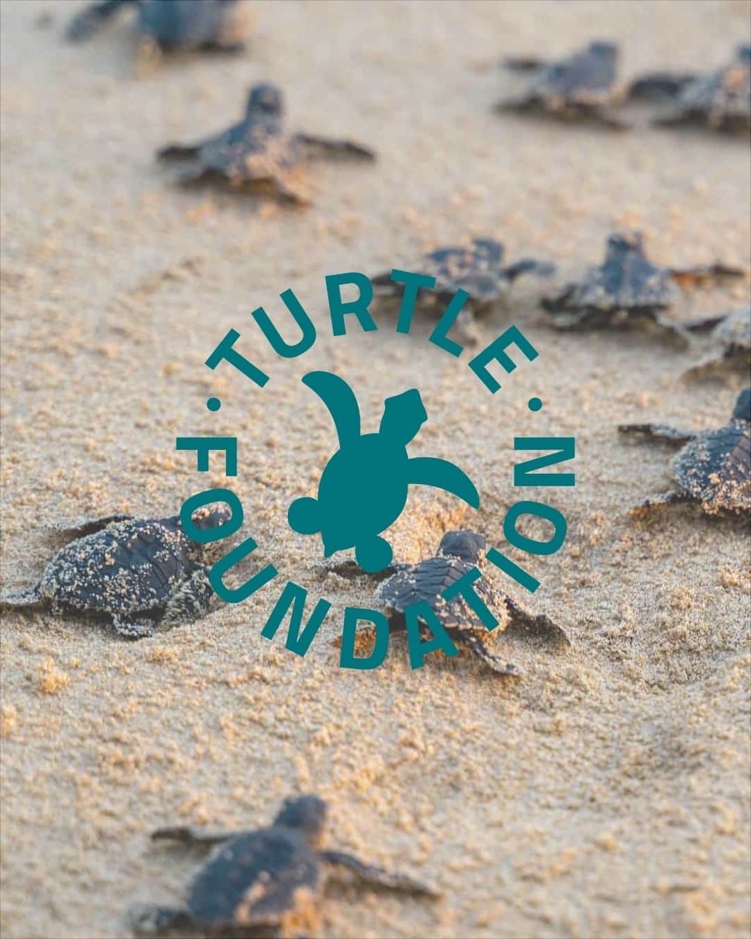 PAUL HEWITTさんのインスタグラム写真 - (PAUL HEWITTInstagram)「The world's oceans have been populated by sea turtles for 200 million years, but the seven species that exist today are now all threatened with extinction. Essentially, they are threatened by human hunting for their eggs and meat. But sea turtles are also being hit by the increasing destruction of their habitats. All over the world, their nesting beaches are being developed with roads and hotel complexes, coral reefs are being damaged, and plastic waste is being dumped into the seas, where the turtles mistake it for their favorite food, jellyfish.  We are supporting the @turtle.foundation  in their work of protecting these precious animals and making sure the baby sea turtles can make their way into the ocean after hatching.」6月9日 22時00分 - paul_hewitt