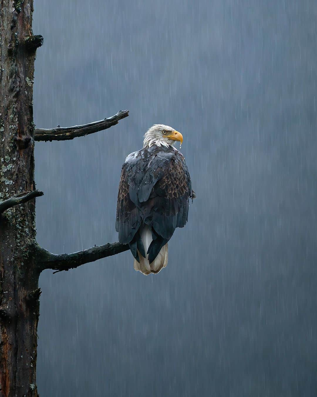 アニマルプラネットさんのインスタグラム写真 - (アニマルプラネットInstagram)「A bald eagle takes a break from flying during heavy rainfall 🌧  Bald eagles can live for a long time - the oldest ever recorded was 38 years old!  Photo by @markian.b   #BaldEagle #Nature #WildlifePhotography #Incredible #Rain #Animals」6月9日 22時00分 - animalplanet