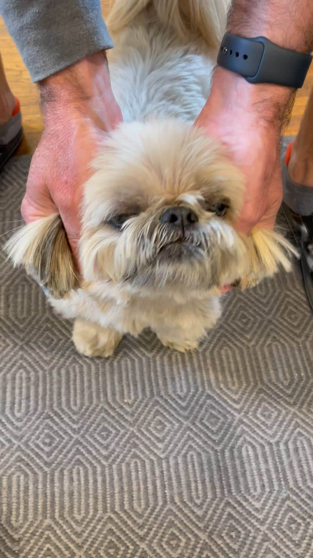 Dougie the Shih Tzuのインスタグラム：「#fridaymomentofzen」