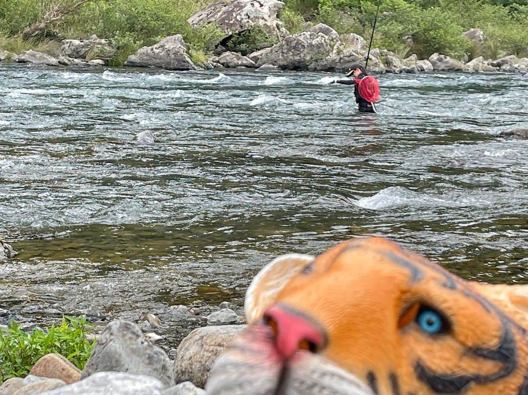 そらなさゆりさんのインスタグラム写真 - (そらなさゆりInstagram)「⁡ ⁡ ⁡ ⁡ 6/10(土)20時〜 『休日は釣りに夢中』 BS釣りビジョン ⁡ ⁡ 先日、タイガーさんとして、フッチー&にっしゃんの番組にお邪魔させて頂きました♡ ⁡ @mari_fuchigami @nao.xoxo.117 ⁡ ⁡ 釣り物は和歌山県有田川での鮎の友釣り！ ⁡ 『私のような友釣り未熟者が先生役だなんてそんな！！』と思ったのですが、 『2人の休日なので楽しんでもらえればオッケーです！』という事だったので、ポンコツ先生でも良ければお願いします！と行ってきました✨笑 ⁡ ⁡ フッチー&にっしゃんは、イベントなどでちょこちょこお会いすれどもしっかりゆっくりお話しした事はほぼ無く、でもでも絶対楽しい2人だよなぁ〜♡と、超超超楽しみにロケ日を迎えました♪ ⁡ ⁡ 案の定、いや、それ以上にめーーーっちゃ楽しい2人wロケが終わってもコテージで深夜3時まで話し込んでしまった😧笑 ⁡ ⁡ 肝心の釣りはというと... ⁡ ⁡ いやもう、これはオンエアを観てもらおう。笑 ⁡ ⁡ 笑いっぱなしの撮影となりました♡ フッチー、にっしゃん、ありがとー！ ⁡ ⁡ また早く会いたいな〜🥰 ⁡ ⁡ @久保田おとり店さん(和歌山県有田川) とても親切なおとり屋さん✨色んなお気遣いをして頂きありがとうございました☺️ また遊びに行きます！ ⁡ ⁡ ⁡ 【タックルデータ】 ロッド:サンテック GENKI SP GRANDELL Ⅱ MH80 仕掛け: 天上糸0.6号/水中糸 複合メタル0.05号/つけ糸 上0.4号 下0.3号/中ハリス0.6号/ハナカン5.5mm サカサ針1号 掛けバリ:オーナーばり 一角 3本錨 7.0号 ハリス1.2号 ⁡ メジャー:ハピソン ⁡ ⁡ 【ウエアデータ】 タイガーマスク:釣りビジョン キャップ:サンライン フェイスカバー:シップスマスト 偏光レンズ:タレックス 鮎タイツ:サンライン 鮎ベスト等:サンライン フェルト靴:ダイワ タモ:シモツケ ⁡ ⁡ ⁡ #釣り #fishing #鮎釣り #友釣り #和歌山 #有田川 #久保田おとり店 さん #渕上万莉 ちゃん #にっしゃん #休日は釣りに夢中 #釣りビジョン #鮎 #sunline #daiwa #shipsmast #hapyson」6月9日 23時41分 - sayuri_solana