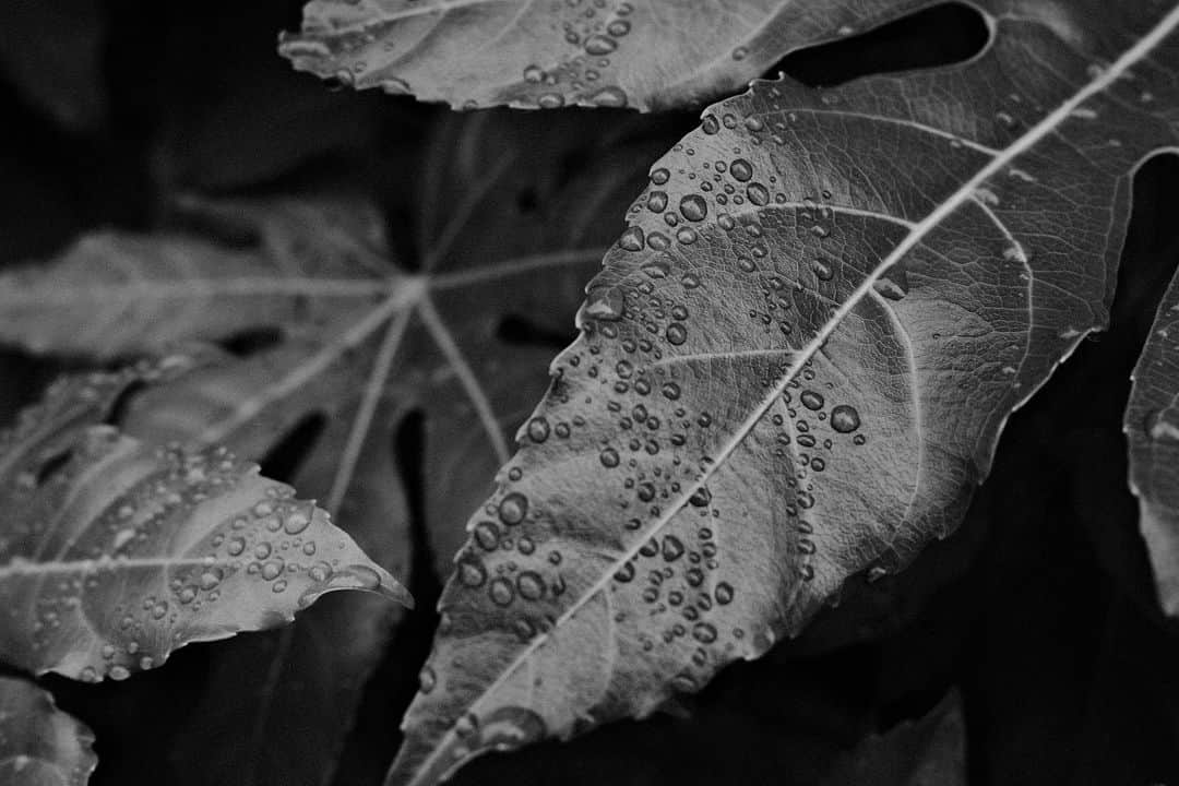 のインスタグラム：「凄い撥水力ですね✨どんなコーティング剤より優秀なような😊 #x100v #スナップ」