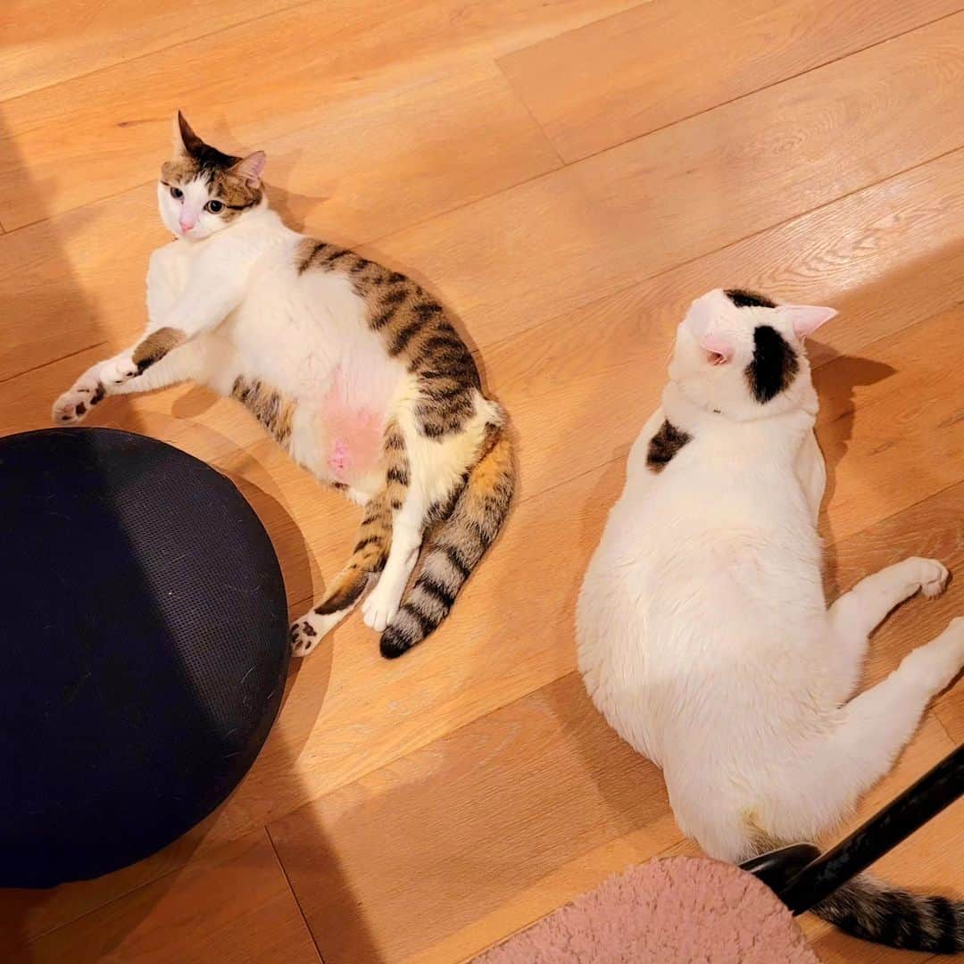 のインスタグラム：「サンチョロの取っ組み合いポカポカを激写⁡ ⁡ ⁡⁡ ⁡#teko家卒猫 #下半身不随猫三太 #下半身不随猫チョロ #サンチョロ #哀れなリスナーにサンチョロの祝福を #下半身不随猫 #下半身不随猫と暮らす #圧迫排尿猫 #圧迫排尿  #cat #rescuecat #ねこ #保護猫 #負傷猫 #熊本市動物愛護センター出身 #teko家の犬猫たち#花の木シェルター」
