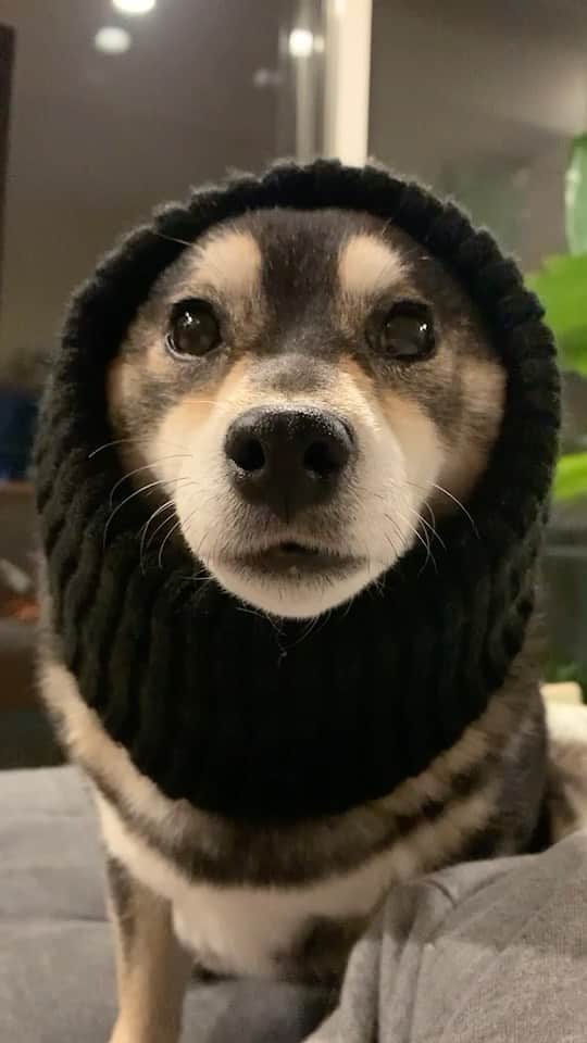 吾子のインスタグラム：「・ ・ ・ 🥺…❤️ ・ ・ ・ ・ ・ ・ ・ ・ ・ ・ ・ ・ ・ ・ ・ ・ ・ #おしゃれ柴 #柴犬って菱形の目が特徴♦️なんだって #sapporo  ・ 北海道の柴犬 #柴北会 の皆ワン🐶あったかくなってきたねー ・ #adorable #instadog#shibainu#dog#柴犬ライフ #instashiba#柴犬マニア #9gag #barked #kuroshiba#socute #cutedog#いぬのきもち #黒柴 #dogstagram_japan」