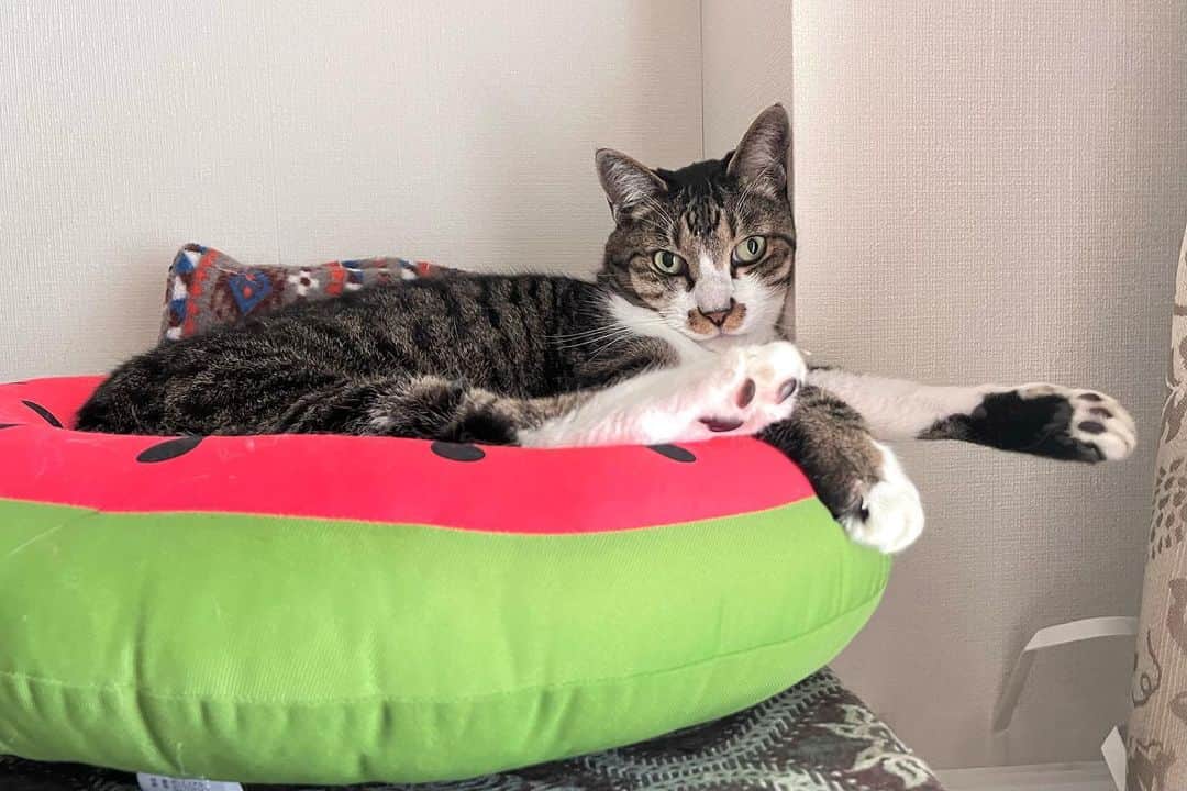 meekooのインスタグラム：「今年もスイカベッド🍉はじめました🌻😊 #動画のさんたの声が可愛いから聞いて❤︎ #紙をカサカサして気を引いてます」