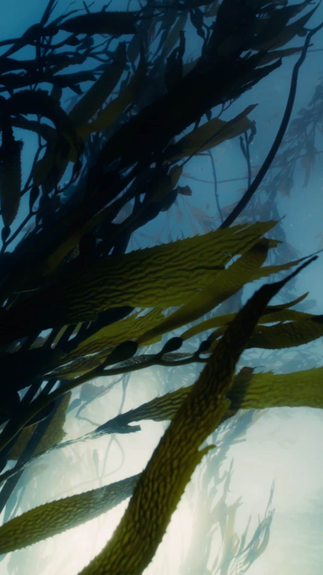 のインスタグラム：「One of the fastest growing plants in the world (two to three feet per day!) with exceptional self-regenerating powers, Giant Sea Kelp was harnessed by our founder to unlock the ocean’s energy. That’s why, this year, we’ve wrapped our Limited-Edition Blue Heart Crème de la Mer in an artful interpretation of this one-of-a-kind crop.   Dive deeper into the connection between sea and skin at the link in our bio.  #LaMer #LaMerSkincare #LaMerBlueHeart #CremeDeLaMer」
