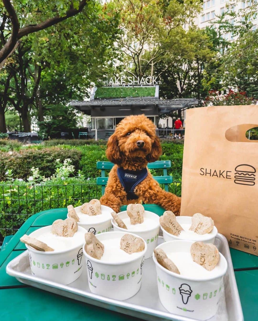 SHAKE SHACKさんのインスタグラム写真 - (SHAKE SHACKInstagram)「Treat yourself and your pup 🐾   Pooch-inis are Shake Shack’s special treat for dogs: frozen vanilla custard with special @boccesbakery biscuits.   📸 1: @thenaughtyfork  📸 2: @ziggy_thecorg」6月10日 0時13分 - shakeshack