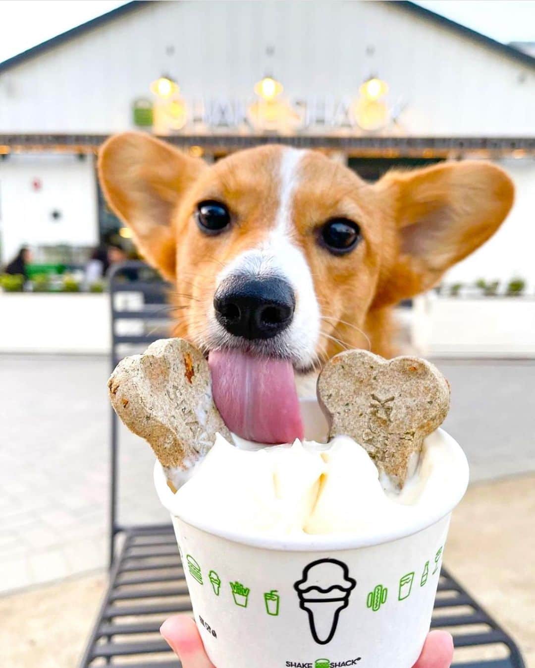 SHAKE SHACKさんのインスタグラム写真 (SHAKE SHACKInstagram)「Treat yourself and