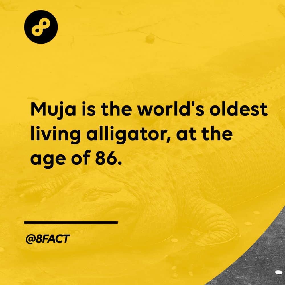 のインスタグラム：「Me: See you later, alligator Muja: I'm still waiting」