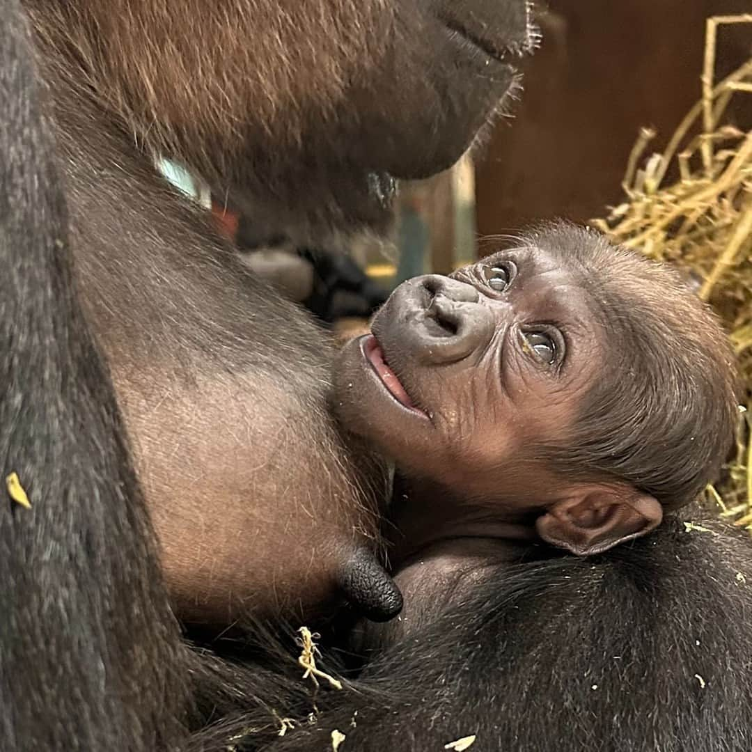 スミソニアン国立動物園さんのインスタグラム写真 - (スミソニアン国立動物園Instagram)「❤️🦍 After ~25,000 votes cast, our baby western lowland gorilla has a name 🥁 🥁 🥁 Zahra! Thanks to everyone who helped us name our “beautiful flower.” Zahra received 12,071 votes—50% of the total votes. Lola came in second with 7,894 votes. In third place was Mkali, which received 5,563 votes. She’s an adorable ambassador for her critically endangered species!  . . .  ♻️ You’ve voted, now help save gorillas by recycling your electronics! One of the metals inside electronic devices, tantalum, is mined from areas in the Democratic Republic of the Congo where gorillas live. Recycling electronics that contain tantalum—including cell phones 📱, computers 💻, tablets, cameras 📷, gaming consoles 🎮, and more—can help protect gorilla habitat by greatly reducing the demand for more expansive mining. . . .  #GorillaStory . . .  Photo: Our western lowland gorilla baby, Zahra, looks up a her mother Calaya and smiles.」6月10日 1時30分 - smithsonianzoo