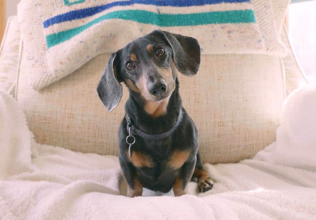 Crusoe the Celebrity Dachshundさんのインスタグラム写真 - (Crusoe the Celebrity DachshundInstagram)「“New episode coming this Sunday on the story of Oakley’s new sister, Delilah!” ~ Crusoe」6月10日 1時44分 - crusoe_dachshund