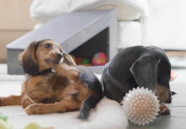 Crusoe the Celebrity Dachshundのインスタグラム：「“New episode coming this Sunday on the story of Oakley’s new sister, Delilah!” ~ Crusoe」
