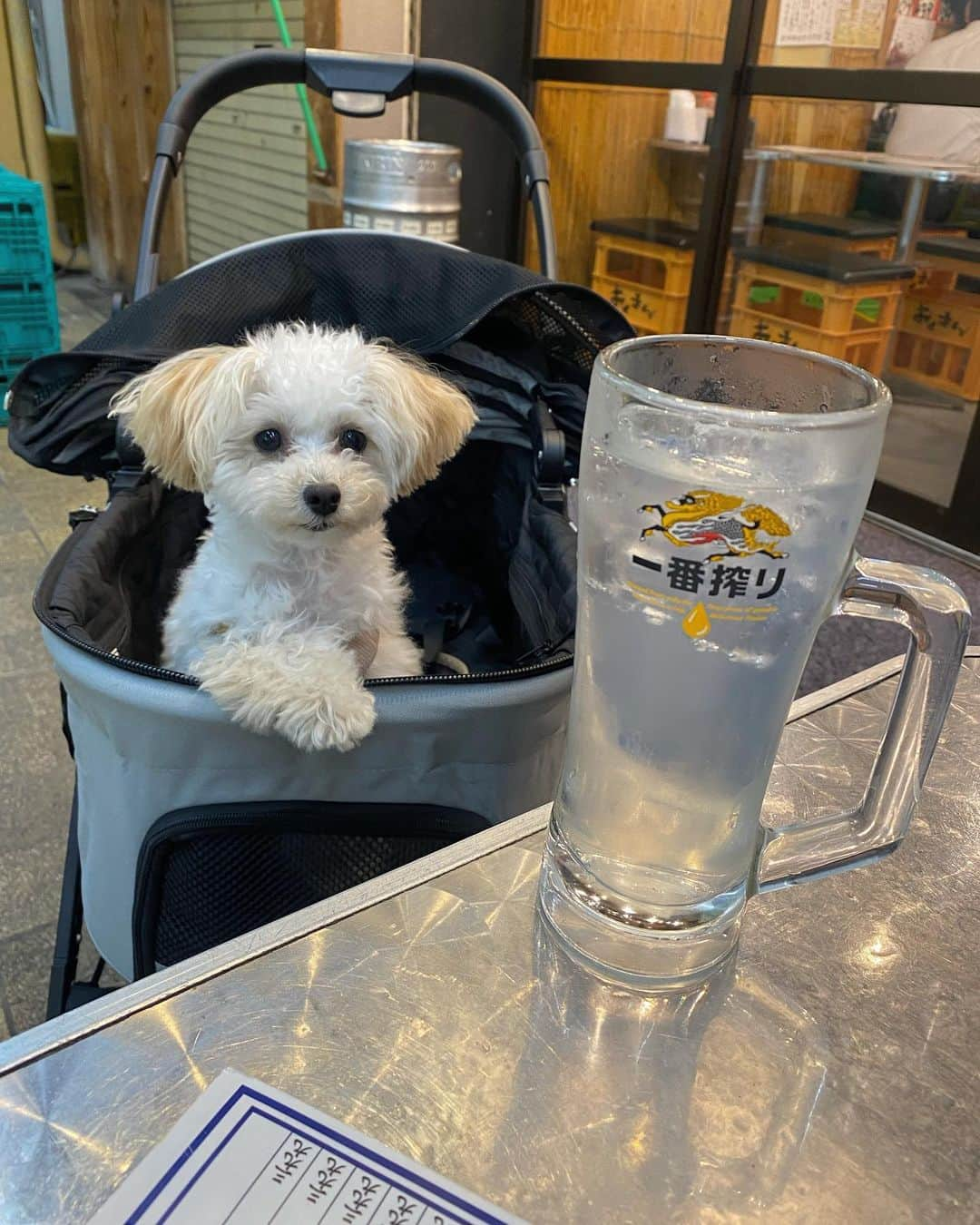 福見真紀さんのインスタグラム写真 - (福見真紀Instagram)「毎週むぎとお出かけ🐶☕️🍻 いろんなとこ行こうね🤍  #犬のいる暮らし #マルプー #わんこ #子犬 #ミックス犬」6月10日 13時28分 - mak1ch1