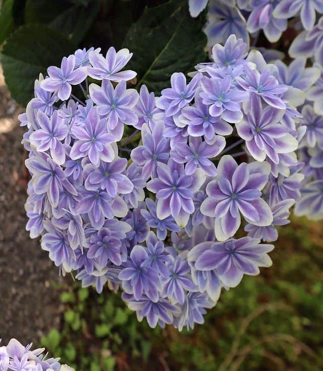 楽天トラベル さんのインスタグラム写真 - (楽天トラベル Instagram)「投稿を保存して見返してね😊 毎日おすすめの観光スポットやホテルを紹介している 楽天トラベル💚 👉@rakutentravel  ーーーーーーーーーーーーー  本日は、ハート型の紫陽花を紹介します😊 たくさんの紫陽花の中からハート型を見つけたらとても幸せな気分になりそうですよね…💜  ーーーーーーーーーーーーー  📍#筥崎宮花庭園 福岡県福岡市  Special Thanks💓📸Photo by @m_yamaguchi_  ーーーーーーーーーーーーー  #rakutentravel をつけて投稿してくだされば、 あなたの撮った写真が楽天トラベルアカウントに掲載されるかも👀  トレンドから定番まで、来週のワクワクを叶える楽天トラベルの旅マガジン👜💕楽天トラベルをフォローして理想の旅をみつけてね🛫@rakutentravel  今までの旅行の体験談や感想など コメントに書いてね✏  ーーーーーーーーーーーーー」6月10日 18時00分 - rakutentravel