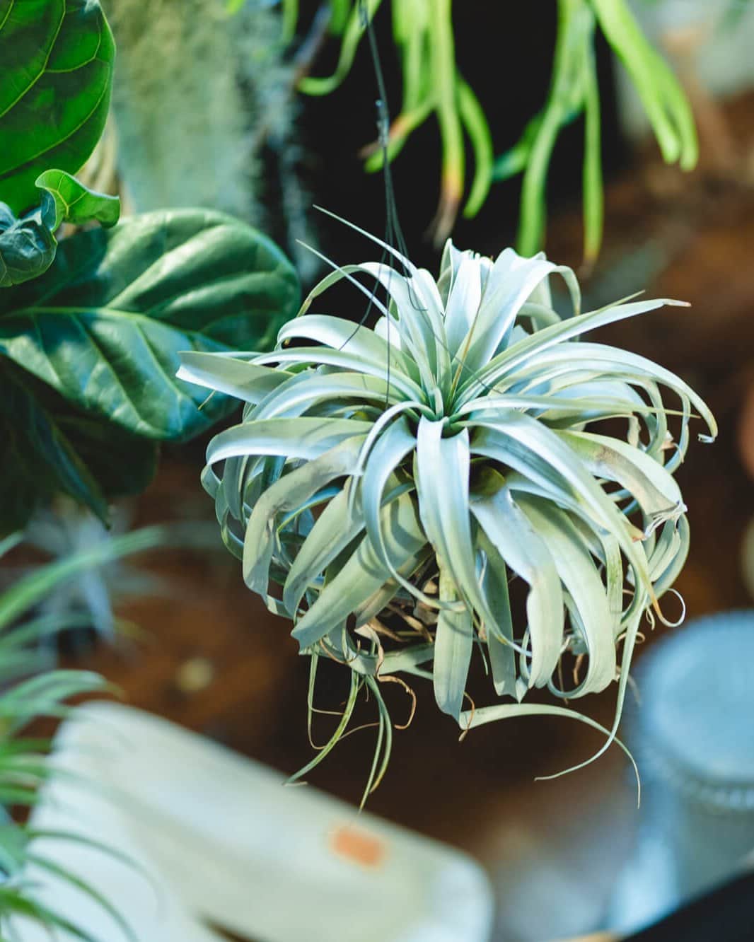 ムクリ［mukuri］さんのインスタグラム写真 - (ムクリ［mukuri］Instagram)「飾り方からお手入れまで「愛着を育む時間」を大切に  お部屋の中に並ぶ植物たちの様子に、 目を奪われてしまうAkiraさんのおうち。  これだけの種類と量の植物たちを元気に育てるには、 コツや愛情がなければ難しいですよね。  本編は植物の飾り方、 お手入れ方法から 初心者におススメの植物までお伺いしました。  「家族と植物の成長や育て方などを話すのもとても楽しい時間」 とおっしゃるAkiraさん。  ぜひご覧ください＾＾  ▶︎ご紹介した読みもの 「botanical」と検索するとご覧いただけます  –––––––––––––––––– ムクリ公式アカウントでは くらしの中にある"好き"や"コダワリ"を毎日お届け。  インテリア、整理収納から家づくりなど 日常で参考になる情報から サラッと読める短編コラムまで ご紹介していますのでフォローしてぜひご覧ください。 ▶︎ @mukuri_official ・  「 #ムクリ 」のタグもいつも楽しく拝見しています☺️  オリジナルブランドは @daily_mukuri  くらしの中にあったらいいいな、 そんな商品を企画・制作、集めています。 ––––––––––––––––––  #植物のある暮らし #緑のある暮らし  #リビングインテリア #succulents  #塊根植物 #マイホーム #観葉植物 #エアプランツ #植物のある生活  #多肉植物 #グリーンのある暮らし #planstagram #ビカクシダ #くらしの編集 #ムクリ」6月10日 12時05分 - mukuri_official
