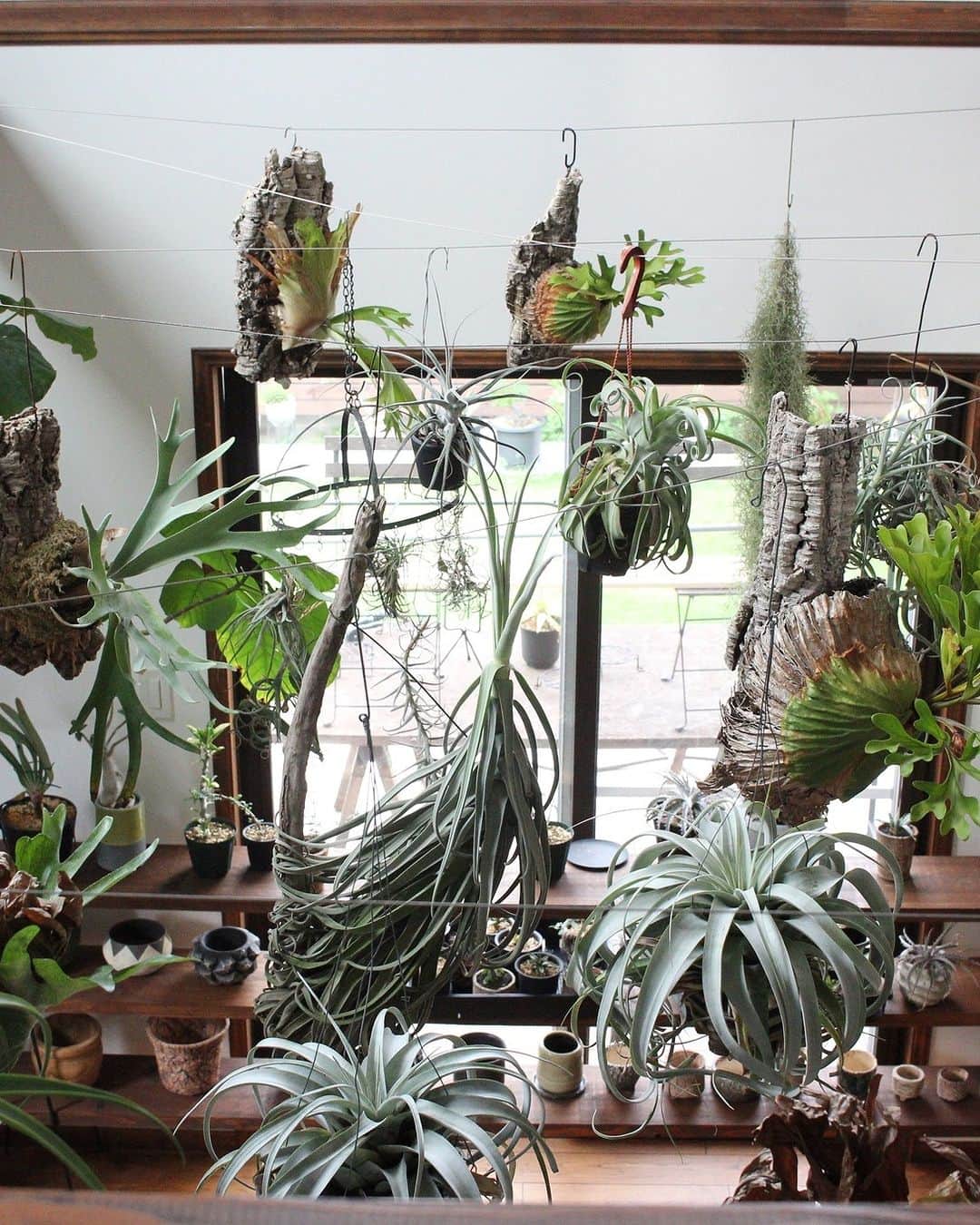 ムクリ［mukuri］さんのインスタグラム写真 - (ムクリ［mukuri］Instagram)「飾り方からお手入れまで「愛着を育む時間」を大切に  お部屋の中に並ぶ植物たちの様子に、 目を奪われてしまうAkiraさんのおうち。  これだけの種類と量の植物たちを元気に育てるには、 コツや愛情がなければ難しいですよね。  本編は植物の飾り方、 お手入れ方法から 初心者におススメの植物までお伺いしました。  「家族と植物の成長や育て方などを話すのもとても楽しい時間」 とおっしゃるAkiraさん。  ぜひご覧ください＾＾  ▶︎ご紹介した読みもの 「botanical」と検索するとご覧いただけます  –––––––––––––––––– ムクリ公式アカウントでは くらしの中にある"好き"や"コダワリ"を毎日お届け。  インテリア、整理収納から家づくりなど 日常で参考になる情報から サラッと読める短編コラムまで ご紹介していますのでフォローしてぜひご覧ください。 ▶︎ @mukuri_official ・  「 #ムクリ 」のタグもいつも楽しく拝見しています☺️  オリジナルブランドは @daily_mukuri  くらしの中にあったらいいいな、 そんな商品を企画・制作、集めています。 ––––––––––––––––––  #植物のある暮らし #緑のある暮らし  #リビングインテリア #succulents  #塊根植物 #マイホーム #観葉植物 #エアプランツ #植物のある生活  #多肉植物 #グリーンのある暮らし #planstagram #ビカクシダ #くらしの編集 #ムクリ」6月10日 12時05分 - mukuri_official