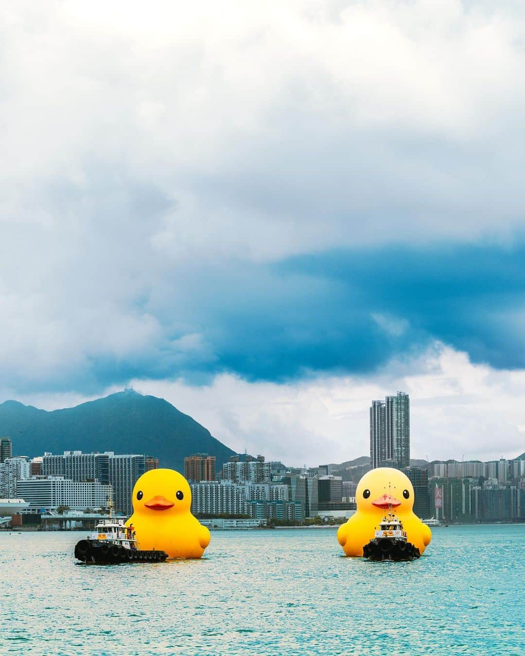 Discover Hong Kongさんのインスタグラム写真 - (Discover Hong KongInstagram)「【Quack quack — the giant Double Ducks🐤🐤 are in town!🥳】 Get ready to ‘quack’ up as the giant Rubber Duck makes a triumphant return after 10 years!The DOUBLE DUCKS — two larger-than-life, 18-metre inflatable rubber ducks created by Dutch artist Florentijn Hofman — have arrived in Victoria Harbour and will be here for two weeks. Positioned like the Chinese characters for happiness (‘囍’)😆 and friends (‘朋’) 👫🏻, they symbolise the joy of partnership and friendship, and the double pleasure of coming together as one.   Don’t miss the duck parade on 18 June, which will start and end in Central, with stops in Causeway Bay, Tsim Sha Tsui East and Tsim Sha Tsui.  📷 @arr.allrightsreserved  DOUBLE DUCKS🐤🐤 🗓️ 10–23 June 2023 (Please visit the event website for information on the exhibition period, which is subject to weather conditions.) 📍 Victoria Harbour (The Central and Western District Promenade (Central Section)) 🔗 doubleducks.ddtstore.com/en  【巨型黃色橡皮鴨🐤🐤結伴遊維港！🥳】 橡皮鴨闊別10年後重回香港，今次更帶埋同伴雙雙暢遊維港！巨型橡皮鴨高18米，由荷蘭藝術家霍夫曼（Florentijn Hofman）創作，結伴的橡皮鴨就好似「囍」😆、「朋」👫🏻兩字，象徵好事成雙，為大家帶來雙倍快樂！  密切留意！6月18日父親節當天黃鴨將沿維港海岸線「出巡」，沿近銅鑼灣海面前往尖沙嘴，經過星光大道及文化中心，再折返中環海面。  📷 @arr.AllRightsReserved  《橡皮鴨二重暢》展覽🐤🐤 🗓️ 2023年6月10-23日 (展期視天氣等情況而定，詳情請瀏覽活動網站) 📍 維多利亞港  (毗鄰添馬公園及中西區海濱長廊 (中環段)) 🔗 doubleducks.ddtstore.com/tc  @DoubleDucks_Official #DoubleDucks  #HelloHongKong #DiscoverHongKong」6月10日 12時21分 - discoverhongkong