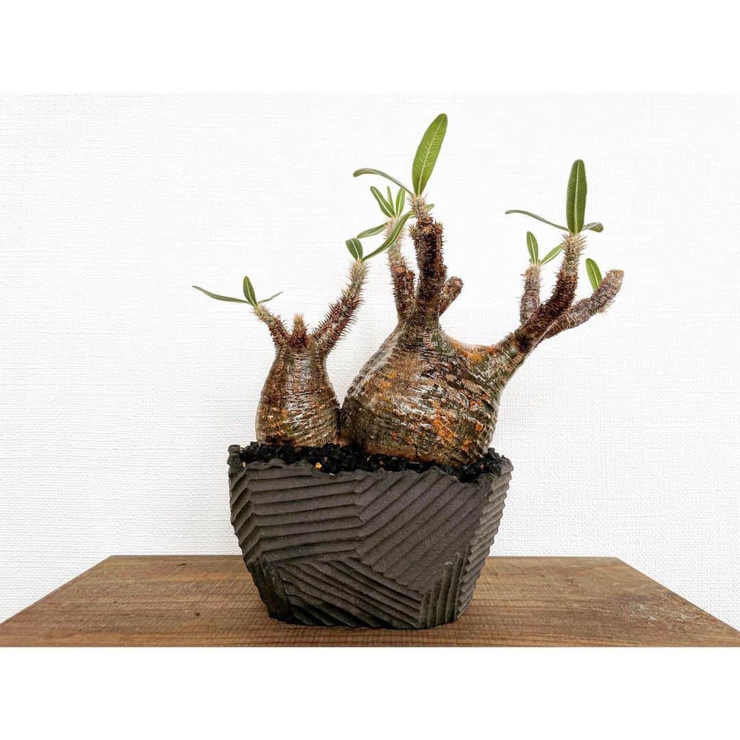 ハザマ陽平のインスタグラム：「twins  #Pachypodium  #gracilius #多肉植物 #サボテン #ハンドメイド #グラキリス #cactus #succulent #plant #plants #caudex #塊根 #ドライフラワー #Dryflower #植物 #neoshiho #ネオシホ」