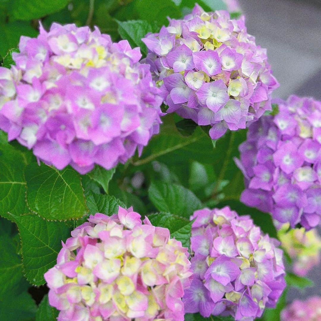 川本愛彩さんのインスタグラム写真 - (川本愛彩Instagram)「. 皆さんの６月のイメージは なんでしょうか？  私は【６月の花嫁]】 ジューンブライド👰♡ イメージが強いかなw ても、１番最初に出て来る紫陽花の花言葉は 移り気、辛抱強さ、浮気… 矛盾してますね💧  もちろん色合で花言葉の意味も変わります！ 紫陽花を見ると６月だな〜 梅雨だな〜て感じる︎❁⃘*.ﾟ 今日この頃でした🤭  ６月もよろしくお願いします🙌 . . . #梅雨 #6月 #イメージ #ジューンブライド #紫陽花 #綺麗 #花言葉」6月10日 12時51分 - aya_s.collection