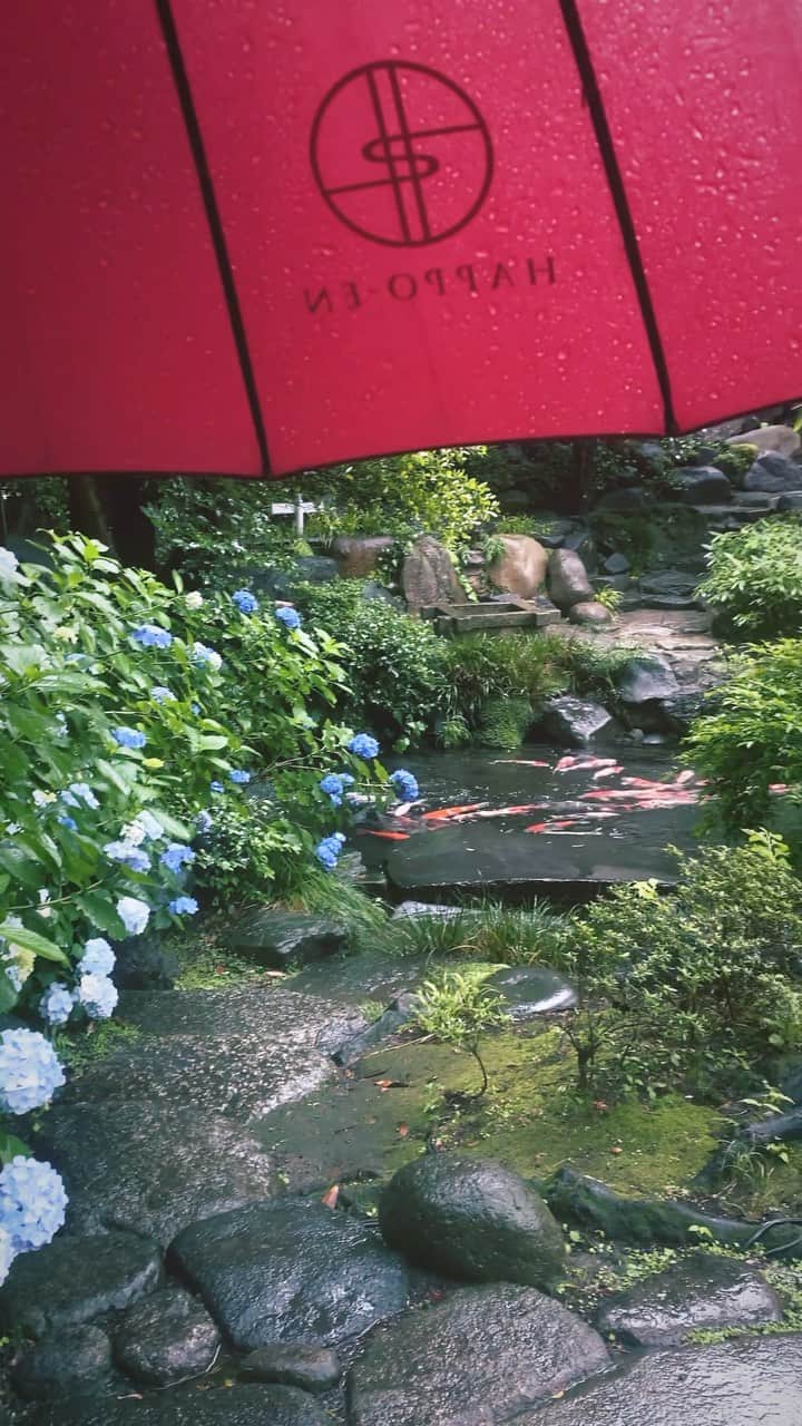 八芳園のインスタグラム：「八芳園では雨天時に、朱傘の貸し出しを行っております。  新緑のなか朱傘をさして歩くことにより、美しく映える日本庭園の色合い。   梅雨の時期は朱傘をさしながら、日本庭園のご散策をお愉しみください。  ☔️🍃  #八芳園 #happoen #梅雨入り #梅雨 #雨の日 #紫陽花 #新緑 #傘 #日本庭園 #日本の四季 #rain #雨が好き #rainydays☔️ #盆栽 #bonsai  #写真好きな人と繋がりたい #カメラ好きな人と繋がりたい #ファインダー越しの私の世界 #錦鯉 #koi  #japanesegarden #tokyotokyo #tokyotrip #japan_of_insta #jp_mood #jp_gallery #dreamyphoto #wonderful_places #bestphoto_japan #japan_daytime_view」