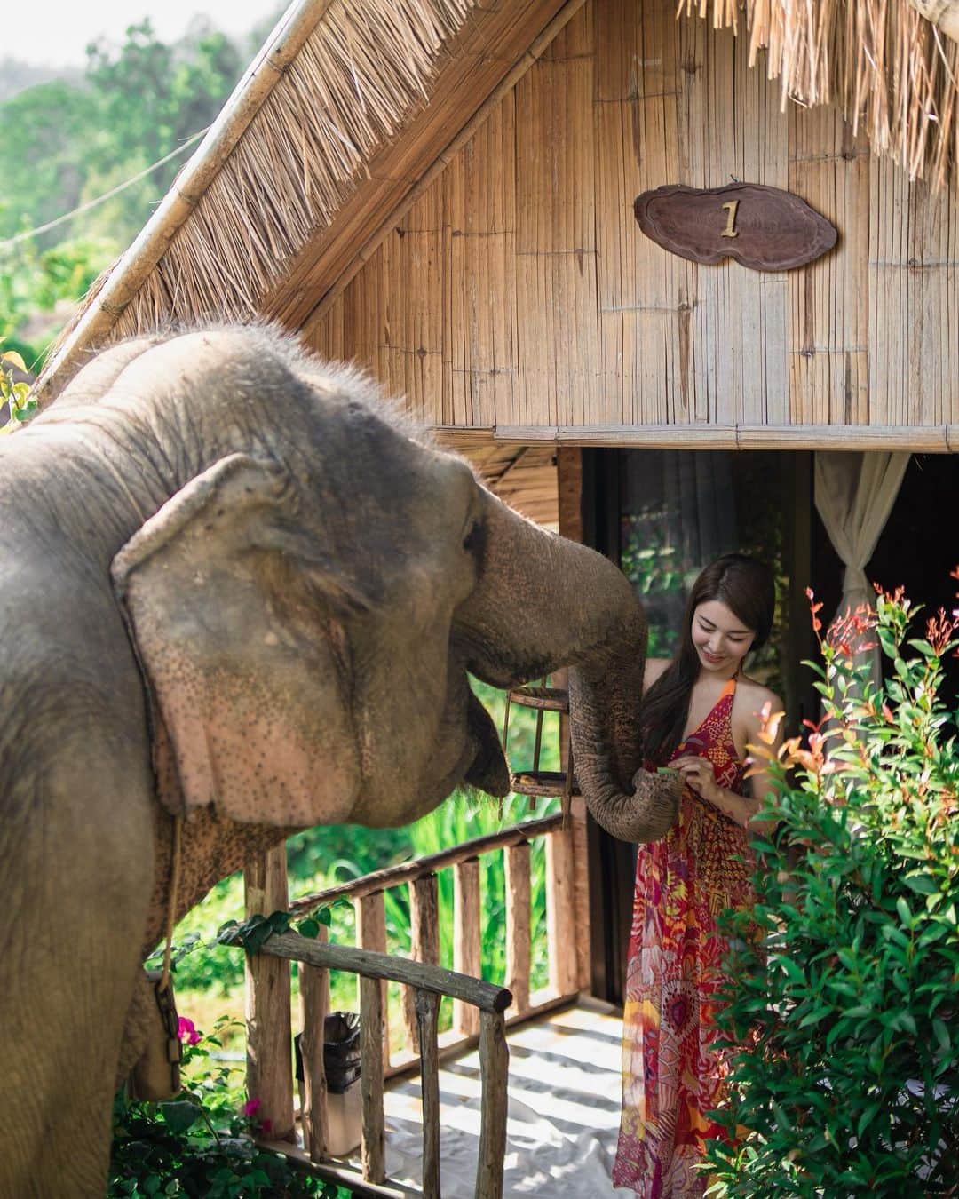 Vivi Tamのインスタグラム：「在清邁非常期待的大象民宿 早上9:00🐘會來你屋前Morning call你 很可愛呀呀呀呀呀」