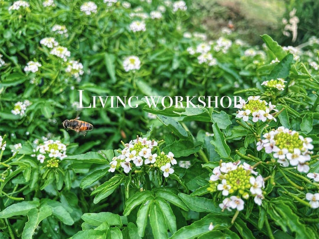 寺井幸也さんのインスタグラム写真 - (寺井幸也Instagram)「こんにちは🐝 　　　　 イベントのお知らせです😌 少し自分に迷いがあったり もやもやしているそこのあなた🙋🏻‍♂️ 少しお時間もらいますが読んでください。 　　　　 昨日イベントの詳細LIVEを したので詳しくはそちらと ( @otayukari  ゆかりさんが アーカイブ残してくれています。) 予約サイトをご覧ください。 この投稿では先日　@kurkkufields  に打ち合わせで行った時の感想を。 　　　　 　　　　 日々色んなものに取り囲まれて暮らしている中、 "素直に"生きれている人ってどれほどいるんだろう？ 人が作った価値観や、流行り、ルール、テクノロジー、 色んな情報の中で"自分"で いるってものすごい難しいと思う。 もはや"自分"なんて分からない。 って人もたくさんいるのでは？ 　　　　 ただ楽しい！を突き詰める時間も必要、 耐えて耐えぬき悶々とする時間も必要。 経験をつんで外と自分の価値観を比べながら きっと"自分らしさ"って生まれると僕は思っています。人と比べるなとよく言いますが、 中見が空っぽの時は比べたり時に人を蔑んだり羨んだりそれが人間だと思います。 　　　　 ただ、もっと視野を広げる事ができたら。 子供のように小さな幸せを感じる 心を持てていられたら。 世界はただただ美しく 自分もその一部なんだと 気づける。  @kurkkufields  は 自分が日々暮らしている小さな世界から抜け出し 地球を感じれる場所。 嘘がない自然に触れる事で 色んなものが削ぎ落とされ 本来の自分に向き合えるそんな場所だと感じました。 　　　　 今回の宿泊イベントでは ご縁を頂き、 少人数で贅沢にこの施設を 貸し切り存分に楽しみながら "衣食住"に向き合います。  "衣" @otayukari  "住、環境" @circulator_go   そして僕は"食"のプロフェッショナルとして 参加される皆さんの日々の"食"について お話しを伺い会話したりレシピのない料理を一緒に作ろうと思っています。 　　　　 すごく貴重な体験になるかと思いますので、 是非参加ください🌏🐝 　　　　 予約方法はプロフィールの URLから😌」6月10日 8時49分 - yukiya.terai