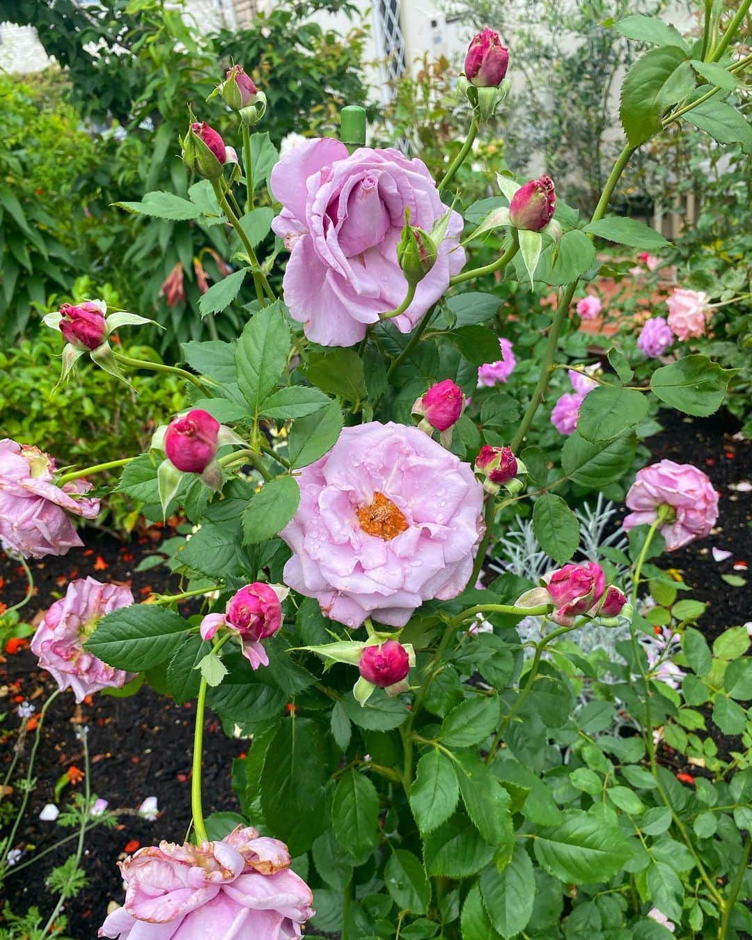 野口健さんのインスタグラム写真 - (野口健Instagram)「我が家の小さなバラ園にて✌️✌️と剪定。バラは小まめに剪定を行いながら育てていくもの。らしい。ウチの庭は紫陽花エリアとバラエリアがあり、紫陽花エリアは約10年前から植え始め、バラエリアの大半は今年から。バラは手入れが大変(^^;; うどんこ病にアブラムシ。雨降りのこの季節は特にうどんこ病がでます。最近、夢にまででてきます…。朝起きて庭にでたら、全てのバラの葉っぱが真っ白にうどんこ病で埋め尽くされている夢…。薬剤も散布したり、重曹も…。小枝を小まめに剪定し、風通しもいいはずなのですが、、、。バラは美しいだけあって難しい。でも、それだけに真摯に向き合ってみると、面白いし、奥が深い様な気がしますね。剪定後のバラエリア、ちょっと寂しくなりましたが、四季咲きなので、また、元気な花を咲かせてくれると思います。きっと。  #野口健#野口健ガーデニング#ガーデニング#バラ園」6月10日 9時32分 - noguchiken8848