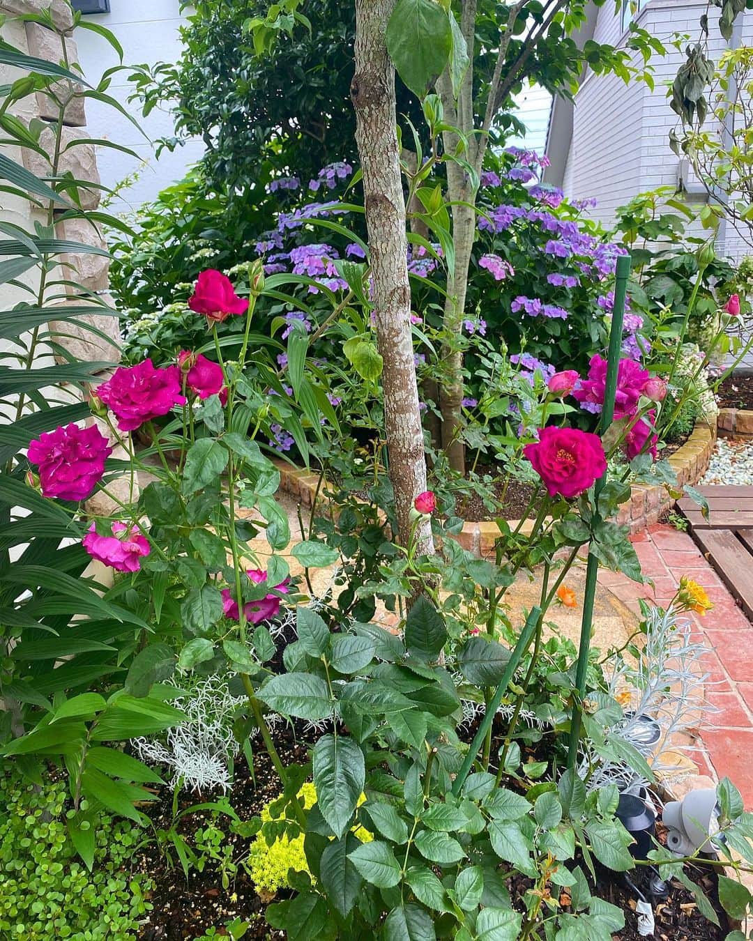 野口健さんのインスタグラム写真 - (野口健Instagram)「我が家の小さなバラ園にて✌️✌️と剪定。バラは小まめに剪定を行いながら育てていくもの。らしい。ウチの庭は紫陽花エリアとバラエリアがあり、紫陽花エリアは約10年前から植え始め、バラエリアの大半は今年から。バラは手入れが大変(^^;; うどんこ病にアブラムシ。雨降りのこの季節は特にうどんこ病がでます。最近、夢にまででてきます…。朝起きて庭にでたら、全てのバラの葉っぱが真っ白にうどんこ病で埋め尽くされている夢…。薬剤も散布したり、重曹も…。小枝を小まめに剪定し、風通しもいいはずなのですが、、、。バラは美しいだけあって難しい。でも、それだけに真摯に向き合ってみると、面白いし、奥が深い様な気がしますね。剪定後のバラエリア、ちょっと寂しくなりましたが、四季咲きなので、また、元気な花を咲かせてくれると思います。きっと。  #野口健#野口健ガーデニング#ガーデニング#バラ園」6月10日 9時32分 - noguchiken8848