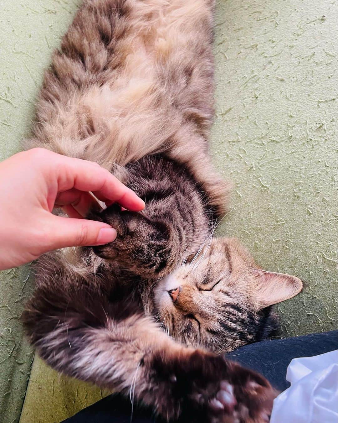 久保田直子のインスタグラム：「初ネコ🐈カフェ。 トロけるぅ〜〜🫠」
