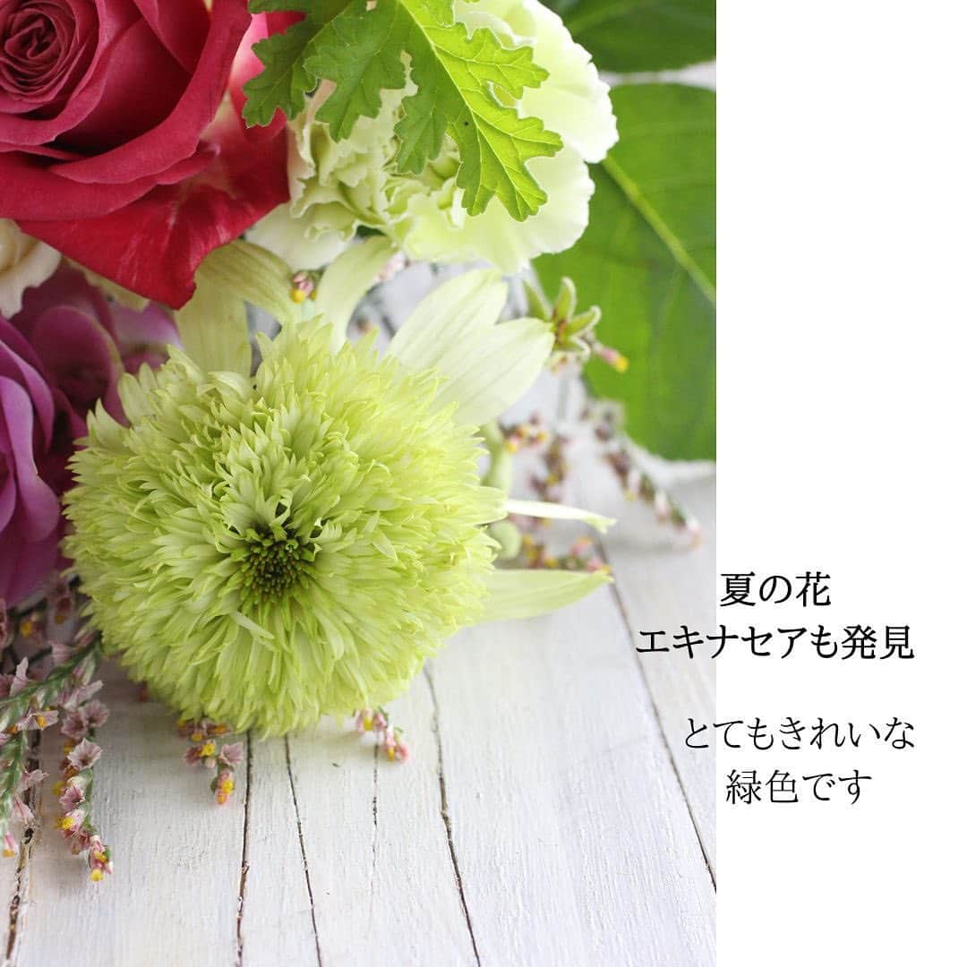 雑誌『花時間』さんのインスタグラム写真 - (雑誌『花時間』Instagram)「夏、お花を飾るときは、緑の色がポイントですね🌿  花時間（@hanajikan_magazine）です。  本日お届けの定期便では、さわやかなライムグリーンの花材がいろいろ。  アワに、エキナセアに、チョウジソウに、ハーブゼラニウムに…そして、珍しい緑のカンガルーポー。  明るく、すっきりとした緑の花材で、ムシムシを忘れさせてくれそうです。  皆さんも、お花を飾るときの参考にしてくださいね！　  バラの「スペンドアライブタイム」は、大切な人へ贈りたいバラです。  名前の意味は…生涯をともに歩む！  贈る相手は、間違えないよーーに（笑）  ちなみに、スペンドアライフタイムは、高温期に花びらのフリルがより際立つ品種だそうですよ。  本日6／10（土）着のお花は、こんな内容です。  🌸プチ（S）  カンパニュラ ガーベラ（サララ） マトリカリア(ダブルラテ) アストランチア(みなみレッド) スターチス(キノプードル) アニコザンサス アワ  🌸スタンダード（M）  バラ(バイアモーメント、スペンドアライフタイム) ガーベラ（サララ） カーネーション(プラドミント) クルクマ(プーディンマスターピース) エキナセア(ハニーデュー) マトリカリア(ダブルラテ) アストランチア(みなみレッド) スターチス(キノプードル) アニコザンサス ハーブゼラニウム チョウジソウの葉 アワ  🌸リュクス（L）  バラ(エバーロング、バイアモーメント、ソルファ) トルコギキョウ(NFマンゴー) ガーベラ（サララ） クルクマ(プーディンマスターピース) エキナセア(ハニーデュー) マトリカリア(ダブルラテ) アストランチア(みなみレッド) スターチス(キノプードル) アニコザンサス エキナセア ハーブゼラニウム チョウジソウの葉 アワ  【花時間ニュース】 💜『花時間』から、花の定期便がスタートしました🥰　世界でここだけのバラと旬花が届く嬉しいサービスです💕  💜『花時間2023春夏』〈春のピンク！夏のブルー！〉大好評発売中！  💜『花と短歌でめぐる 二十四節気 花のこよみ』大好評発売中  すべて @hanajikan_magazine のプロフィールのリンクから飛べます✈️  『花時間』本誌や書籍は全国の書店、ネット書店でも発売中✨  #花時間 #フラワーアレンジ #花の定期便 #花のサブスク #堀木園芸  #バラが好き #花が好き #花が好きな人と繋がりたい #花を飾る #花を飾る生活 #花屋さんへ行こう」6月10日 9時51分 - hanajikan_magazine