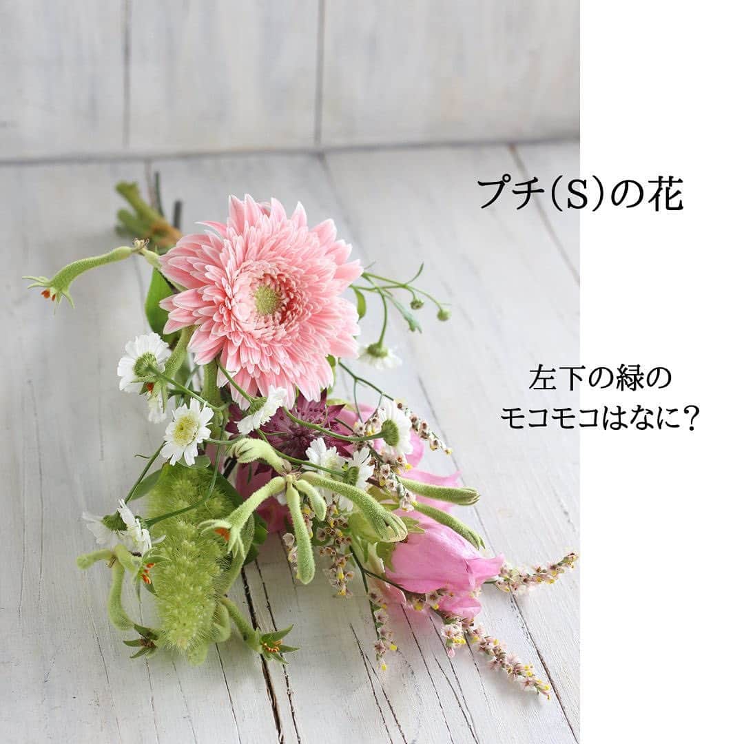 雑誌『花時間』さんのインスタグラム写真 - (雑誌『花時間』Instagram)「夏、お花を飾るときは、緑の色がポイントですね🌿  花時間（@hanajikan_magazine）です。  本日お届けの定期便では、さわやかなライムグリーンの花材がいろいろ。  アワに、エキナセアに、チョウジソウに、ハーブゼラニウムに…そして、珍しい緑のカンガルーポー。  明るく、すっきりとした緑の花材で、ムシムシを忘れさせてくれそうです。  皆さんも、お花を飾るときの参考にしてくださいね！　  バラの「スペンドアライブタイム」は、大切な人へ贈りたいバラです。  名前の意味は…生涯をともに歩む！  贈る相手は、間違えないよーーに（笑）  ちなみに、スペンドアライフタイムは、高温期に花びらのフリルがより際立つ品種だそうですよ。  本日6／10（土）着のお花は、こんな内容です。  🌸プチ（S）  カンパニュラ ガーベラ（サララ） マトリカリア(ダブルラテ) アストランチア(みなみレッド) スターチス(キノプードル) アニコザンサス アワ  🌸スタンダード（M）  バラ(バイアモーメント、スペンドアライフタイム) ガーベラ（サララ） カーネーション(プラドミント) クルクマ(プーディンマスターピース) エキナセア(ハニーデュー) マトリカリア(ダブルラテ) アストランチア(みなみレッド) スターチス(キノプードル) アニコザンサス ハーブゼラニウム チョウジソウの葉 アワ  🌸リュクス（L）  バラ(エバーロング、バイアモーメント、ソルファ) トルコギキョウ(NFマンゴー) ガーベラ（サララ） クルクマ(プーディンマスターピース) エキナセア(ハニーデュー) マトリカリア(ダブルラテ) アストランチア(みなみレッド) スターチス(キノプードル) アニコザンサス エキナセア ハーブゼラニウム チョウジソウの葉 アワ  【花時間ニュース】 💜『花時間』から、花の定期便がスタートしました🥰　世界でここだけのバラと旬花が届く嬉しいサービスです💕  💜『花時間2023春夏』〈春のピンク！夏のブルー！〉大好評発売中！  💜『花と短歌でめぐる 二十四節気 花のこよみ』大好評発売中  すべて @hanajikan_magazine のプロフィールのリンクから飛べます✈️  『花時間』本誌や書籍は全国の書店、ネット書店でも発売中✨  #花時間 #フラワーアレンジ #花の定期便 #花のサブスク #堀木園芸  #バラが好き #花が好き #花が好きな人と繋がりたい #花を飾る #花を飾る生活 #花屋さんへ行こう」6月10日 9時51分 - hanajikan_magazine
