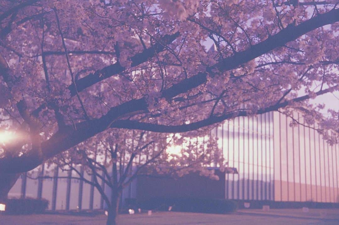 小松原美里さんのインスタグラム写真 - (小松原美里Instagram)「Film Camera Dump💗 ちょっとピンクがかってて フィルムかわいい  #フィルムカメラ 良い想い出ばかり☺︎」6月10日 10時12分 - missatoooo